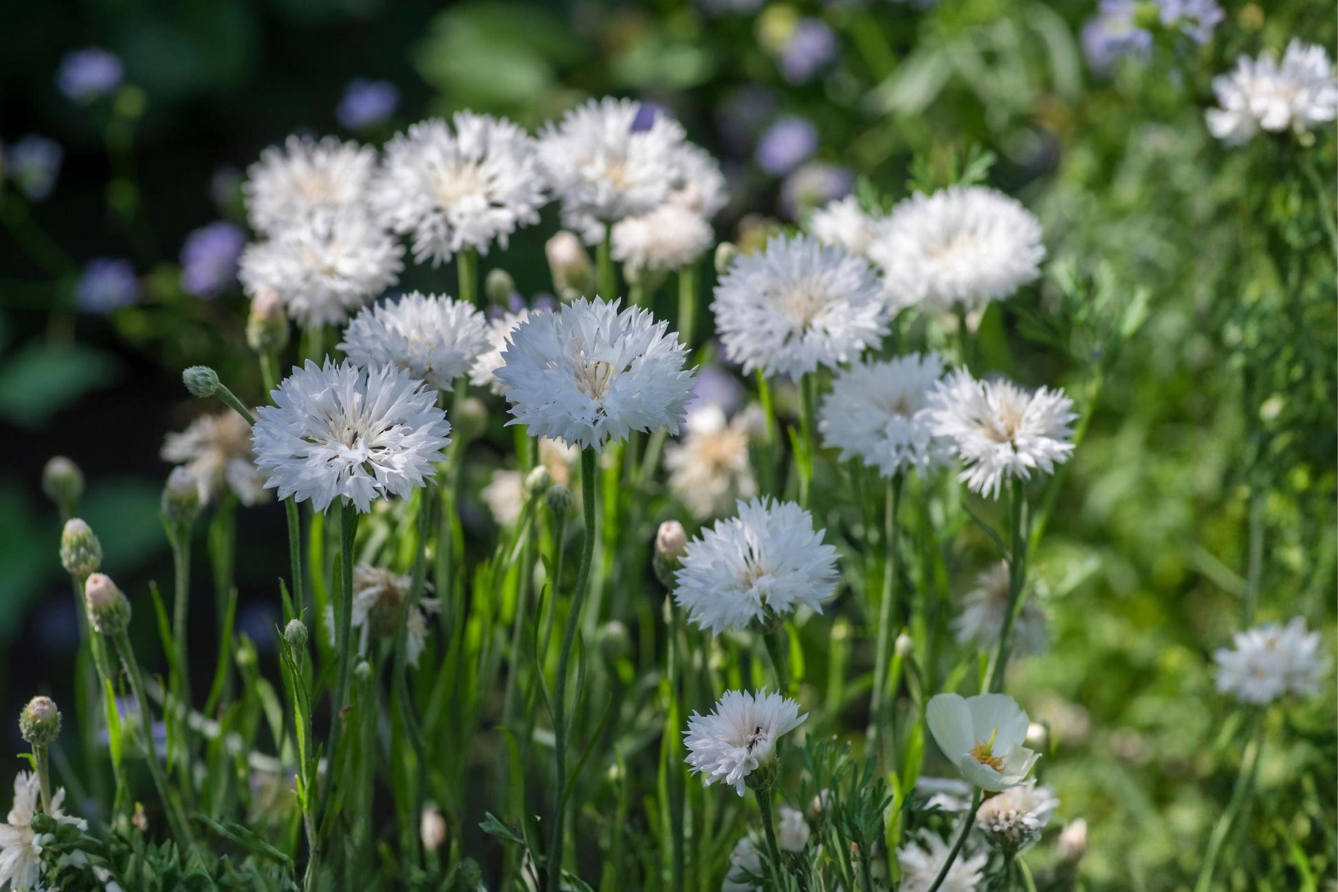 White Bachelor Button Seeds (50) | Cornflower, Pure White Blooms | Drought Tolerant, Pollinator-Friendly, Easy to Grow