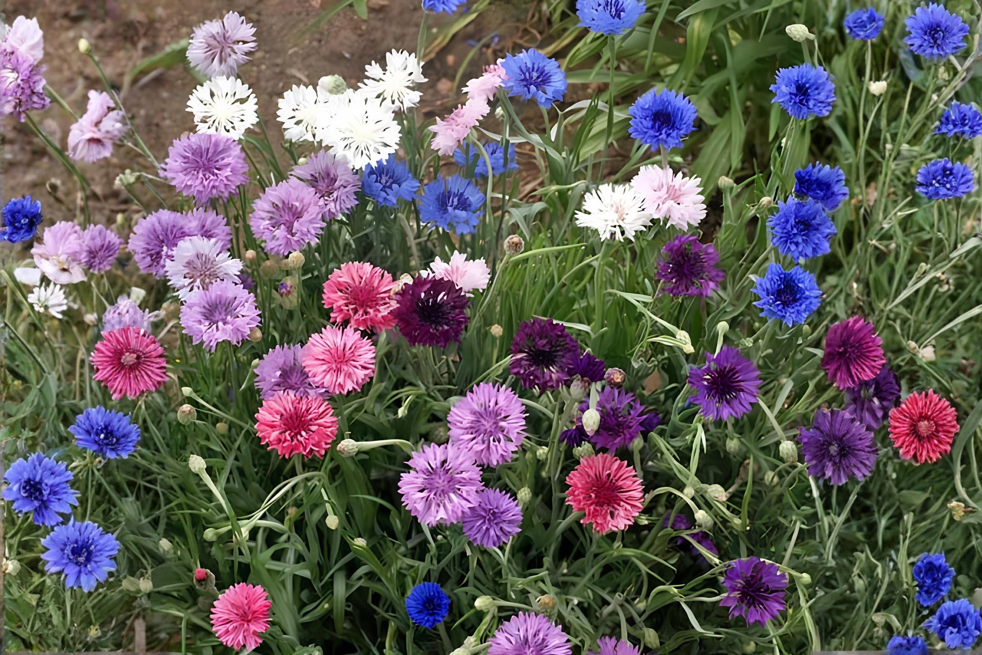 Polka Dot Mixed Bachelor Buttons Seeds (50) | Vibrant Cornflower Mix | Easy to Grow | Centaurea cyanus