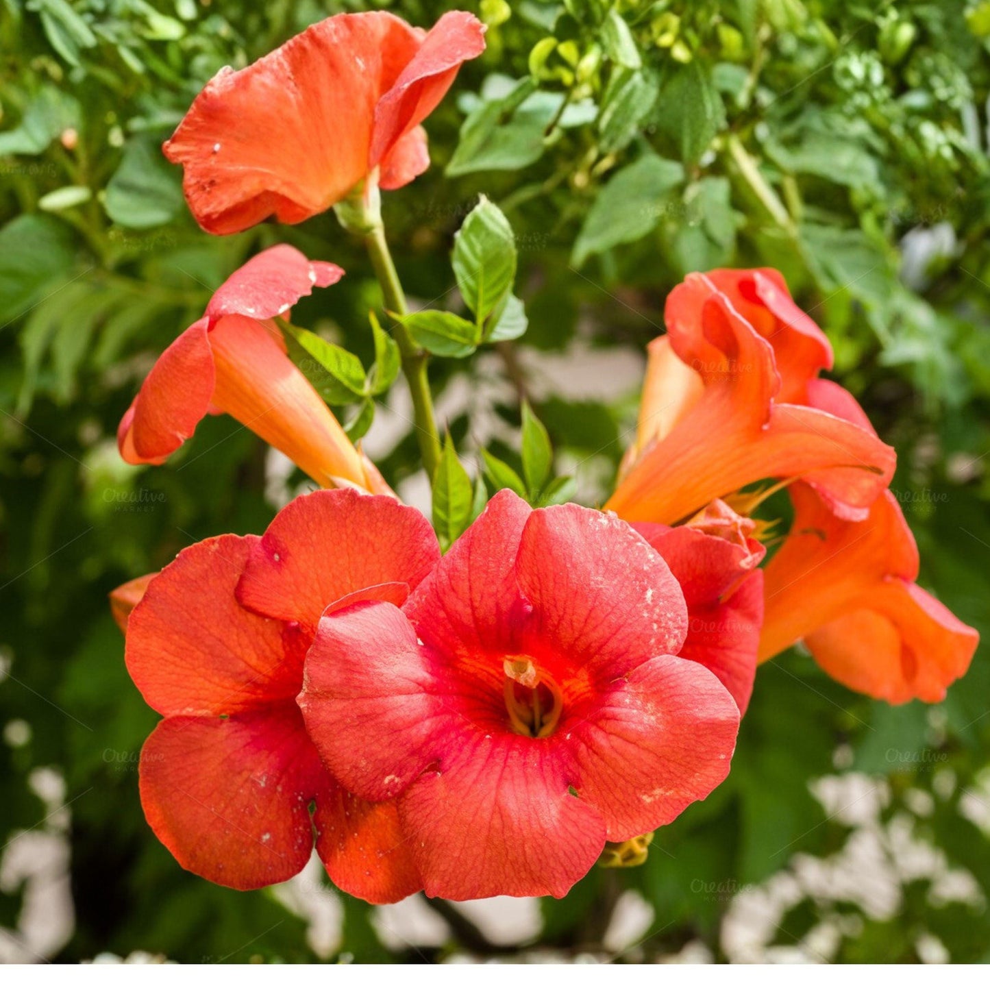 Orange Trumpet Vine Cuttings 12 Pack - Climbing Flowering Vine for Garden, Campsis radicans