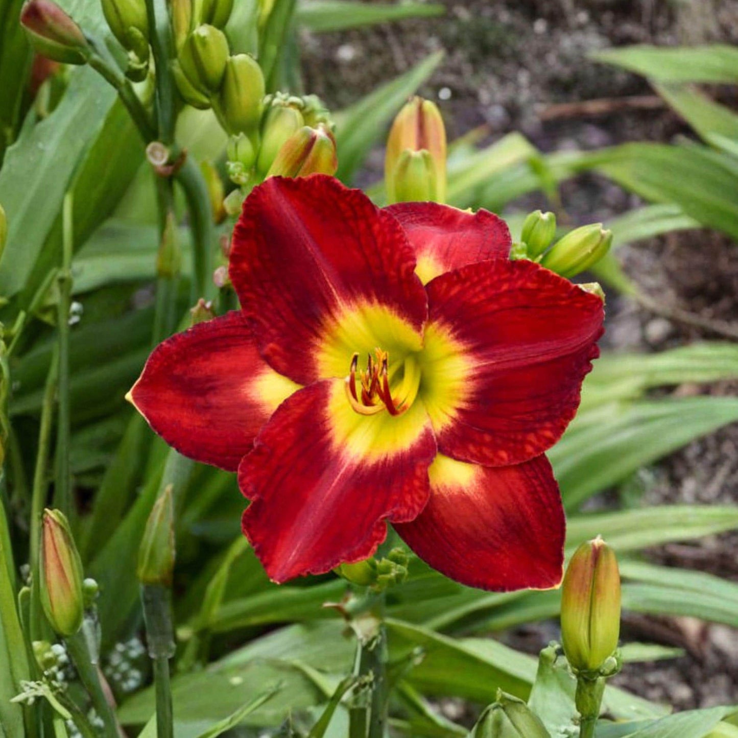 Red Daylily Bare Root Plant, Vibrant Red Hemerocallis Perennial Flower for Garden, Full Sun, Easy Care