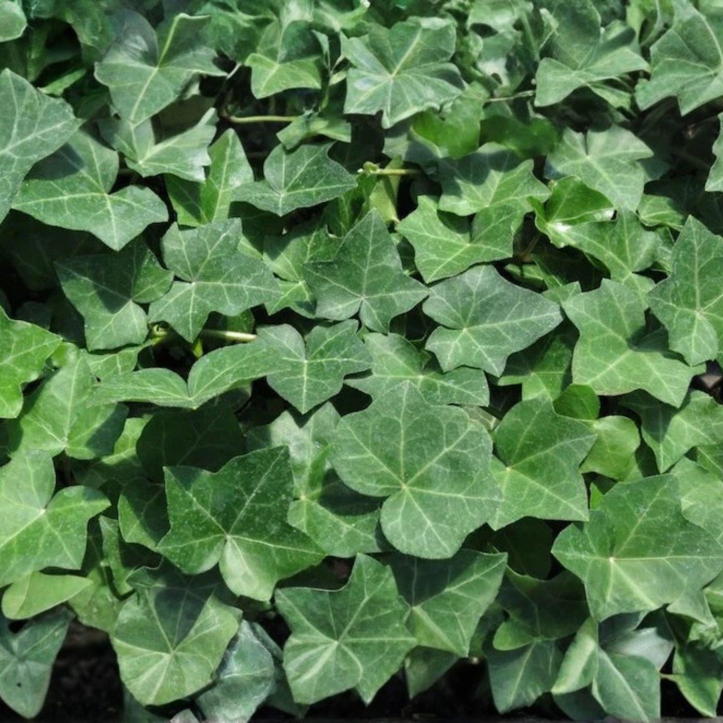 English Ivy Cuttings 20 Pack 6 Inch Unrooted Easy Grow Climbing Vine Hedera helix