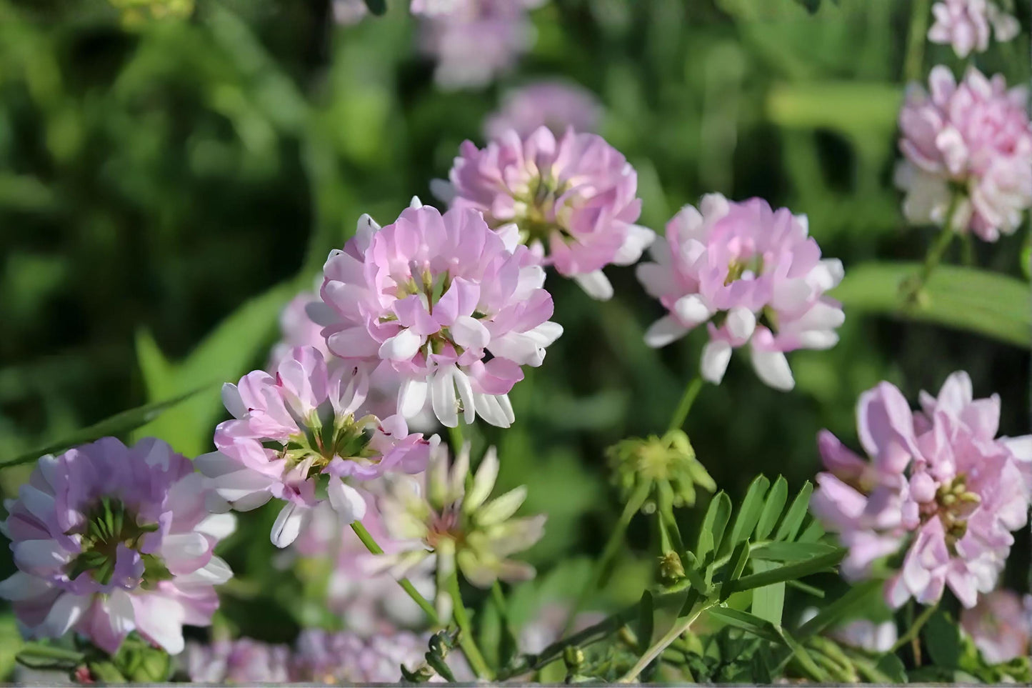 Crownvetch Seeds (30) | Nitrogen-Fixing Ground Cover with Pink & White Flowers | Coronilla varia