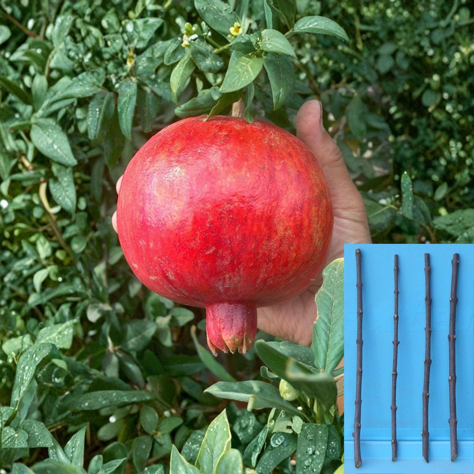 Pomegranate Cuttings 4 Pack – Punica granatum ‘Wonderful’ – Unrooted Fruit Cuttings for Propagation, Deep Red Fruit