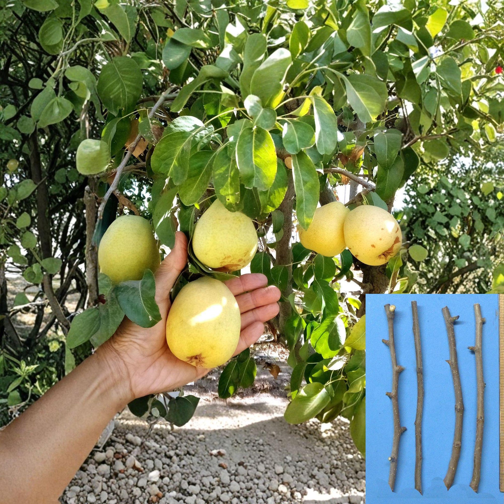 D’Anjou Pear Cuttings 4 Pack – Unrooted Pyrus communis for Grafting & Propagation – 7-8 Inches Long, Mature Branches