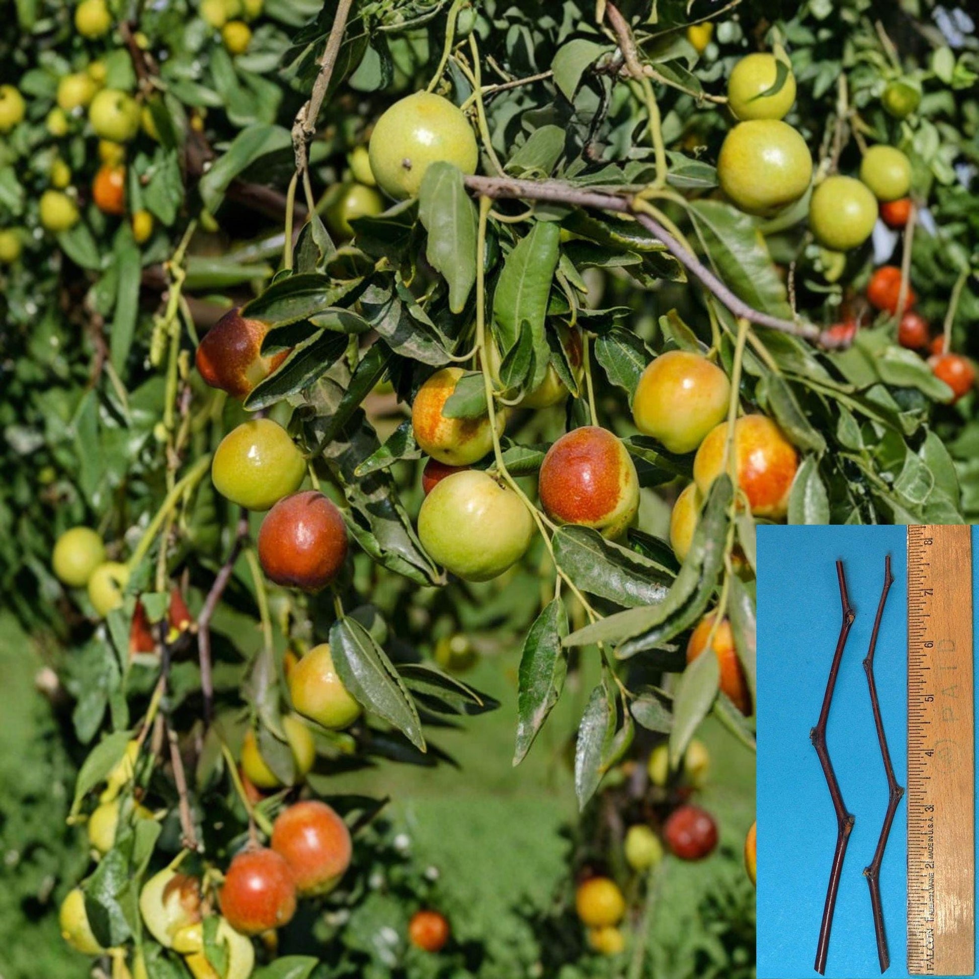 Honey Jar Jujube Cuttings - 2 Unrooted Grafting Cuttings - Ziziphus jujuba - Early-Ripening Fruit Variety