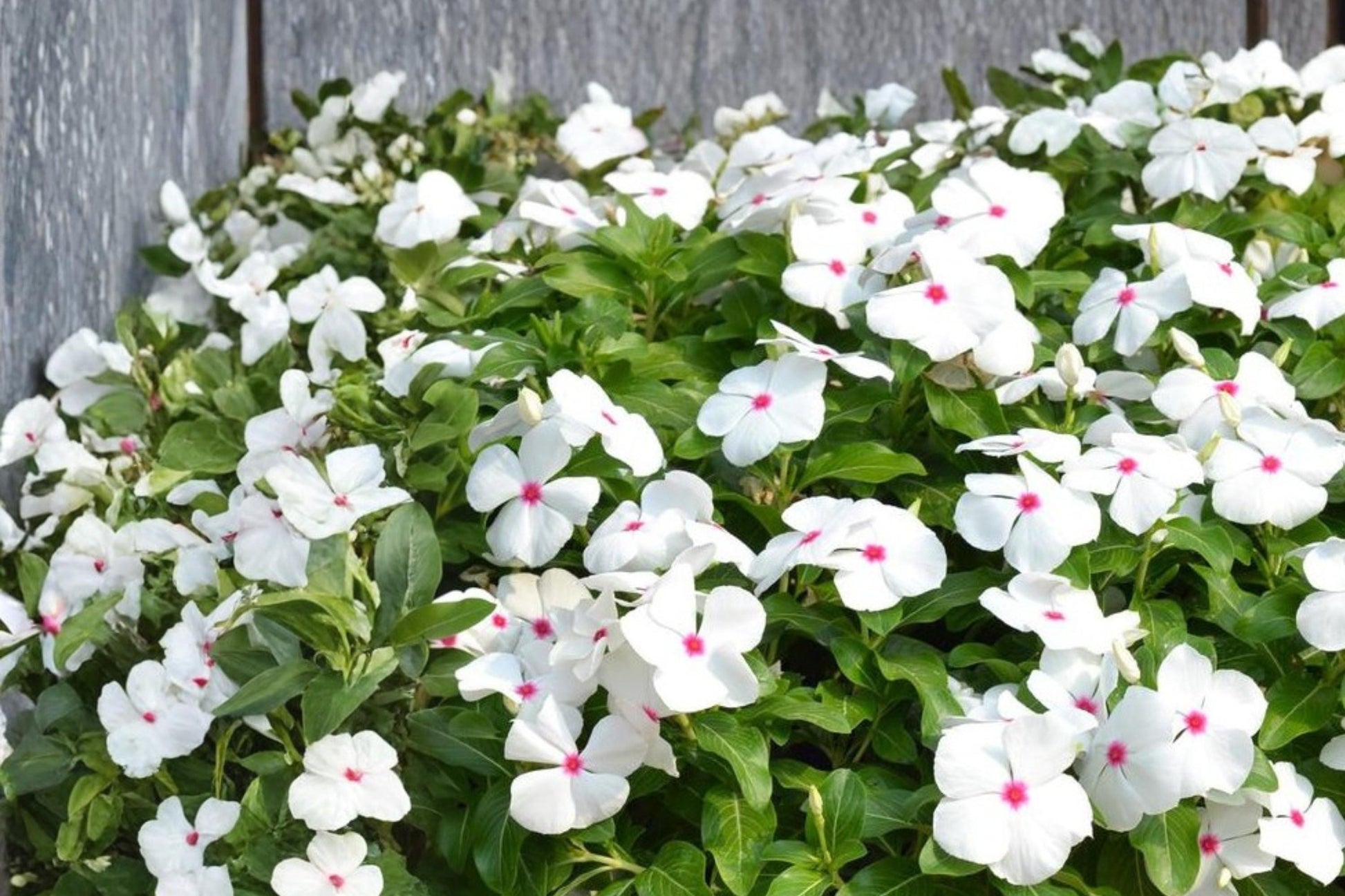 Polka Dot Vinca Seeds 10 Pelleted - Catharanthus roseus ‘Pacifica XP’ - Bi-color Annual Flower for Garden Beds & Containers