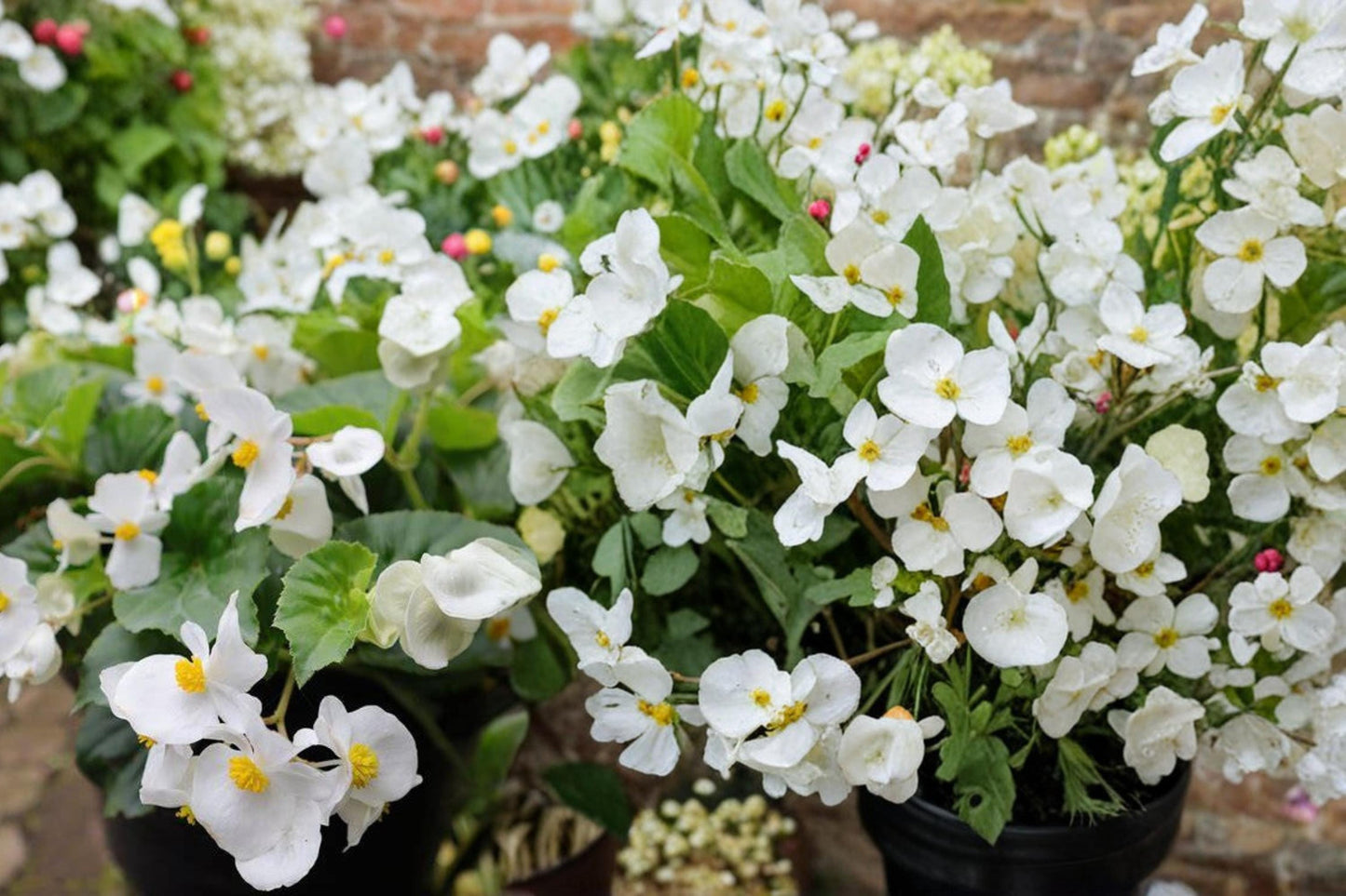 White Begonia Seeds 10 Pelleted - White Flowering Begonia semperflorens 'Whiskey White' for Garden Beds & Containers