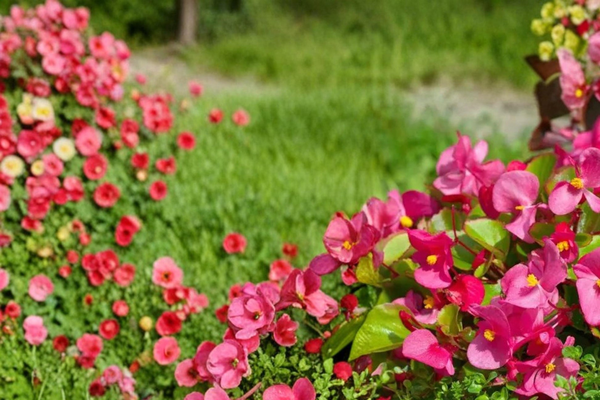 Rose Red Begonia Seeds - 10 Pelleted Seeds - Begonia semperflorens - Annual Flowering Plant for Gardens & Containers