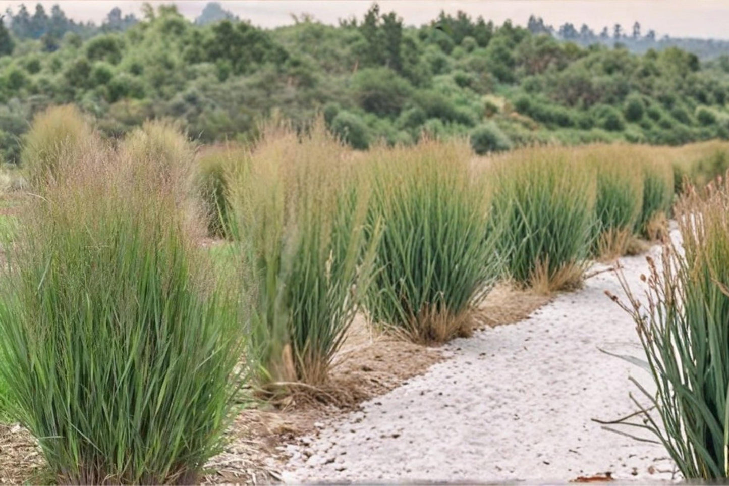Switchgrass Seeds 100 ct - Panicum virgatum - Warm-Season Perennial Grass for Prairie Restoration & Erosion Control