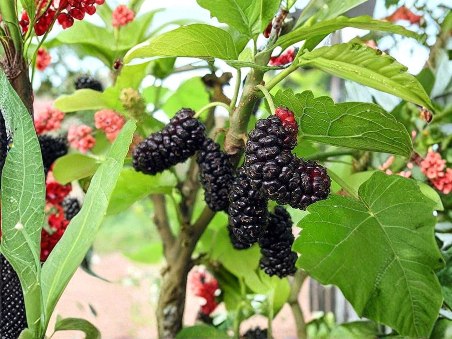 Illinois Everbearing Mulberry Tree 6-8in Bare Root, Morus alba Hybrid, Fast Growing Fruit Plant for Extended Harvest Berries
