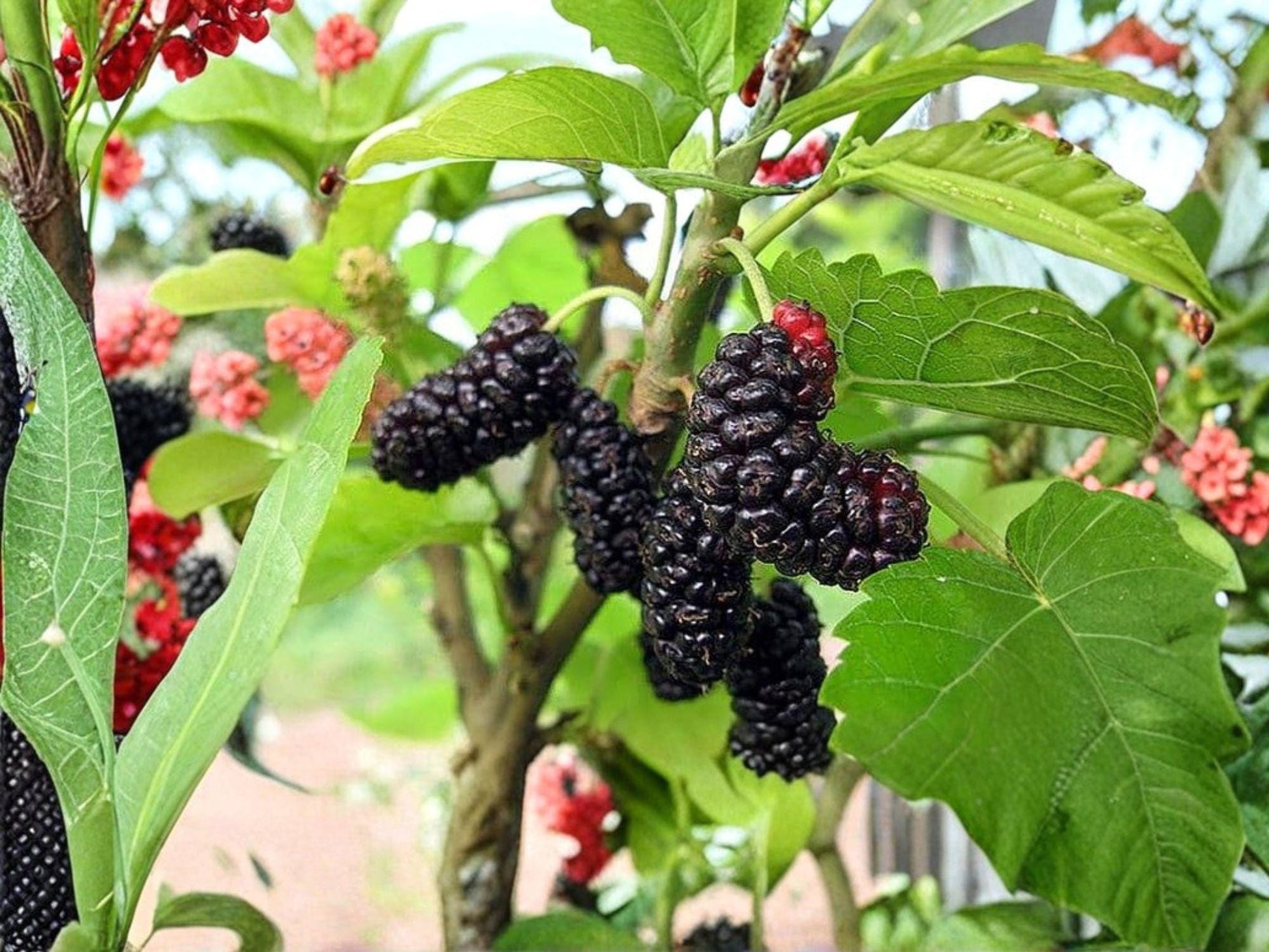 Illinois Everbearing Mulberry Tree 6-8in Bare Root, Morus alba Hybrid, Fast Growing Fruit Plant for Extended Harvest Berries
