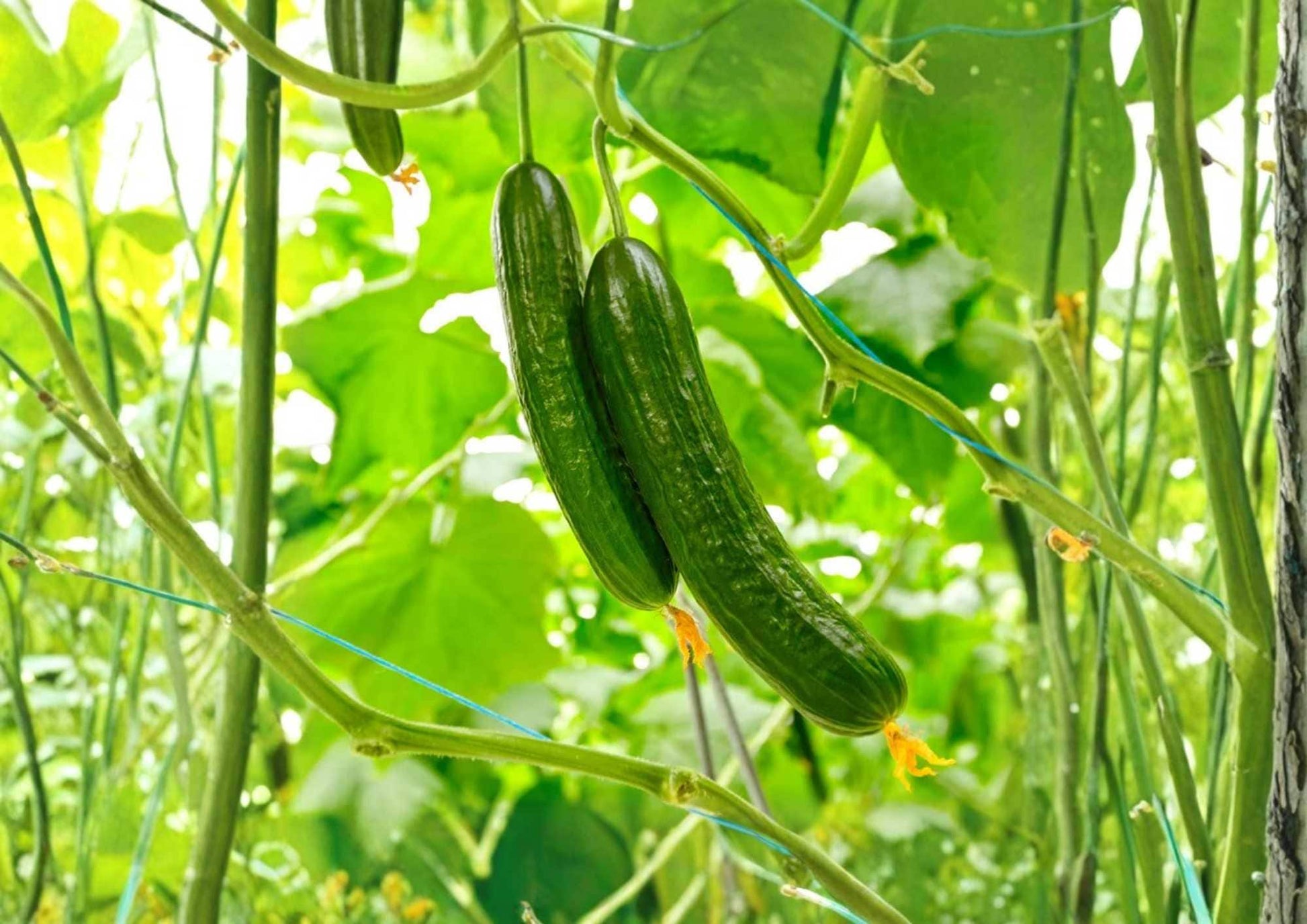Double Yield Cucumber Seeds - 100+ Heirloom Non-GMO Crisp Green Pickling & Slicing Variety for Garden Planting - Fast Growing
