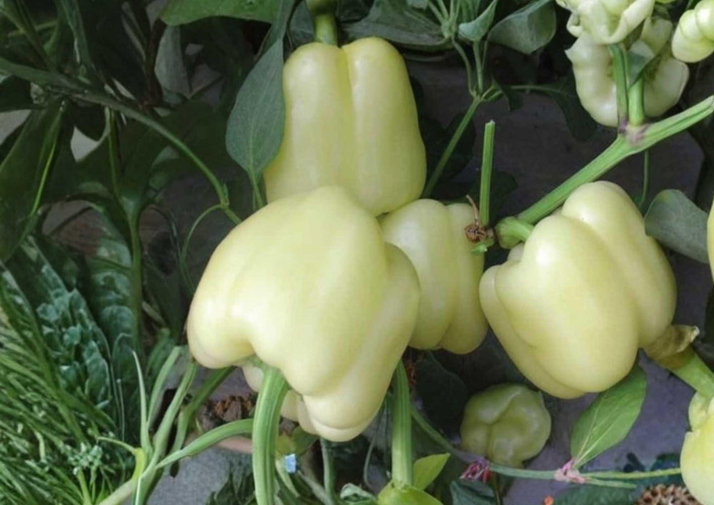 White Bell Pepper Seeds - 30+ Heirloom Organic Non-GMO Rare Vegetable Seeds for Garden Planting - Capsicum annuum