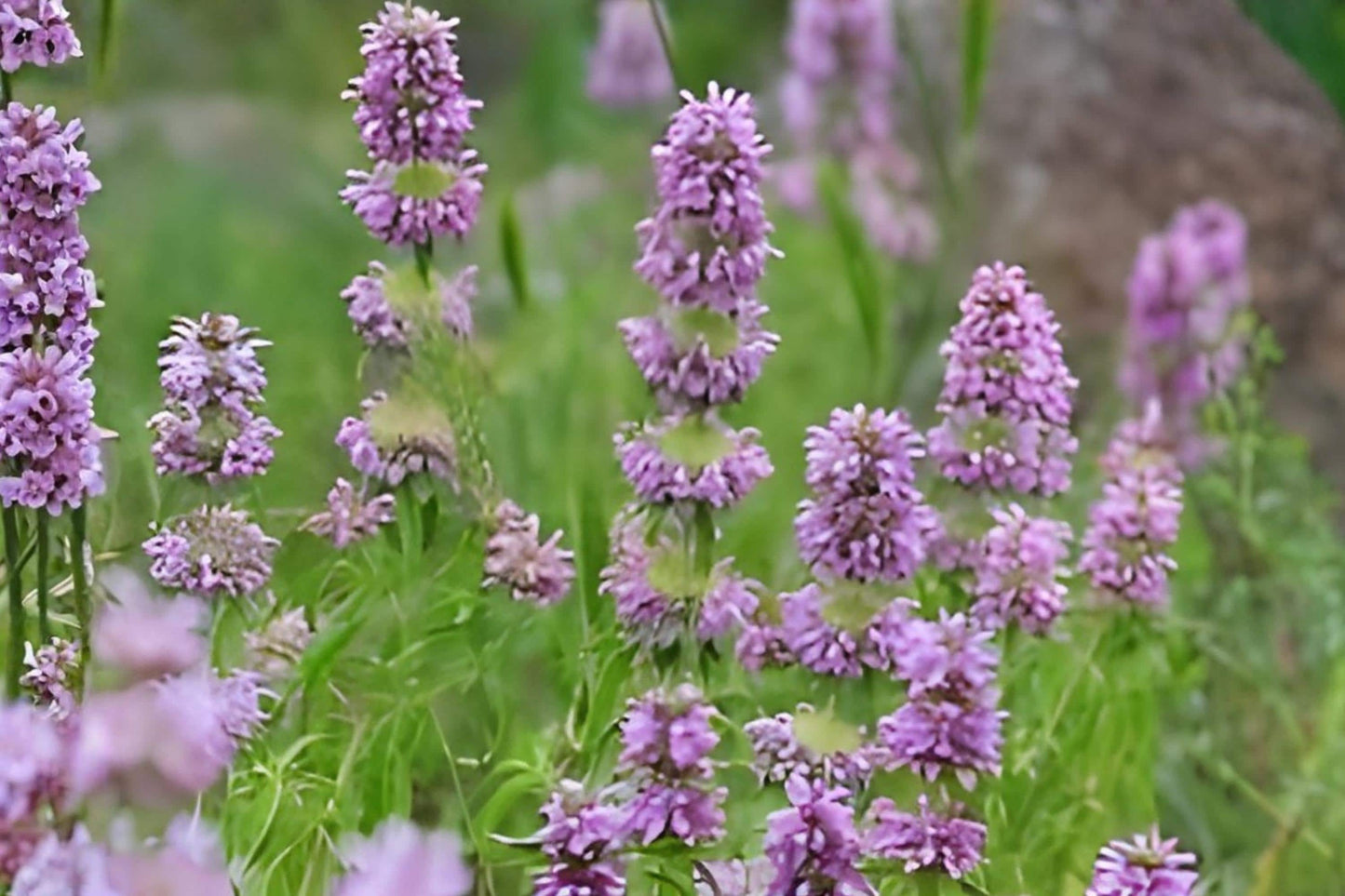 Lemon Mint Seeds (100) | Fragrant Bee Balm Herb with Lavender Blooms | Monarda citriodora | Attracts Pollinators