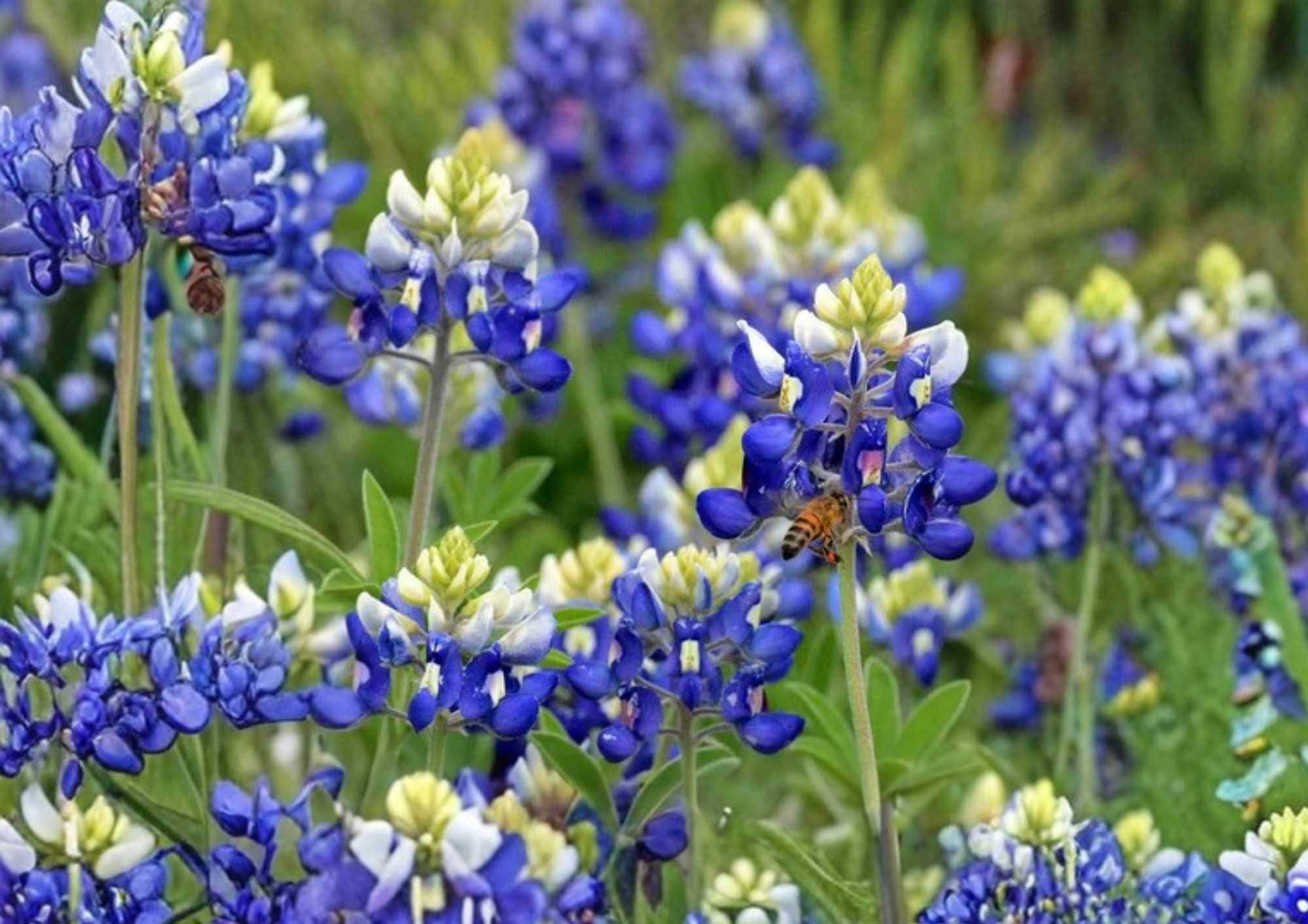 Texas Bluebonnet Seeds - 100+ Wildflower Seeds for Garden Planting, Fragrant Bright Blue Blooms, Pollinator Variety, Lupinus texensis