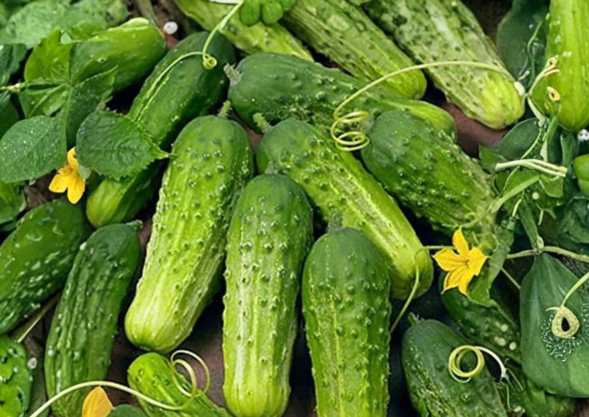 Wisconsin SMR 58 Cucumber Seeds - Heirloom Non-GMO Pickling Vegetable Seeds - High Yield Crisp Green Cucumbers