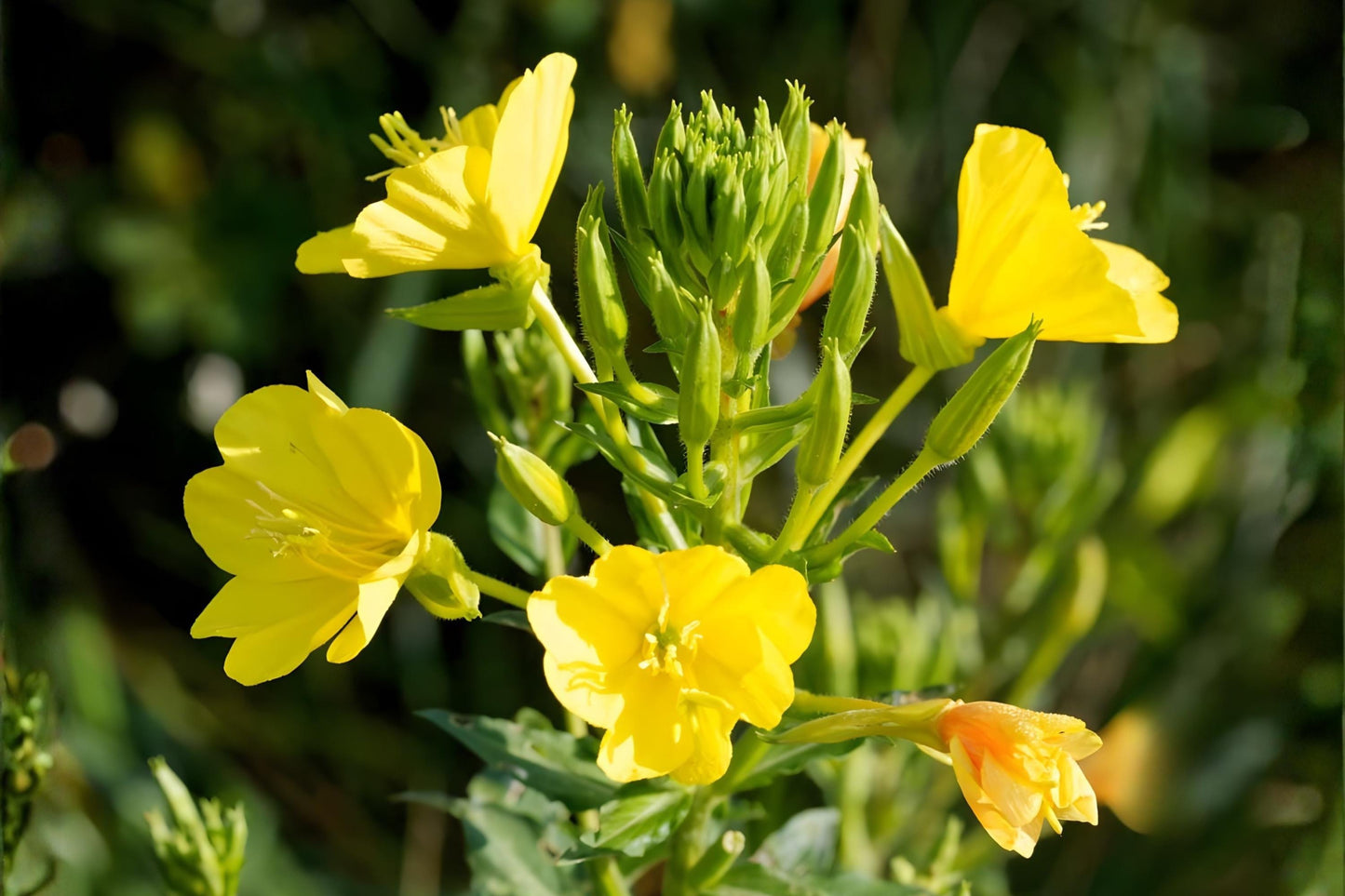 Evening Primrose Seeds (100) | Bright Yellow Blooms | Oenothera biennis | Hardy Pollinator Support Plant