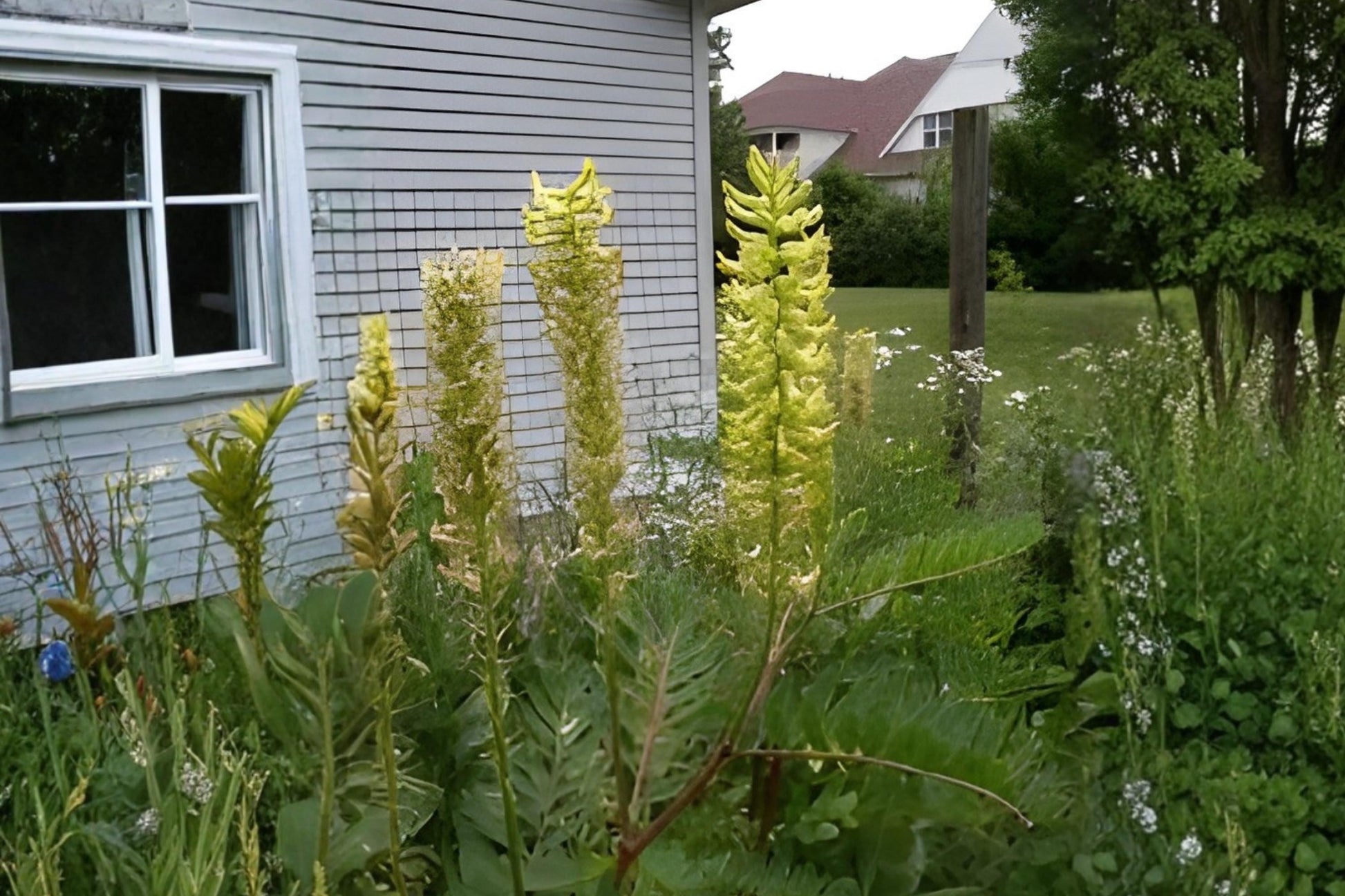 Canadian Milk Vetch Seeds (50) | Astragalus canadensis | Hardy Native Wildflower for Pollinators & Soil Health