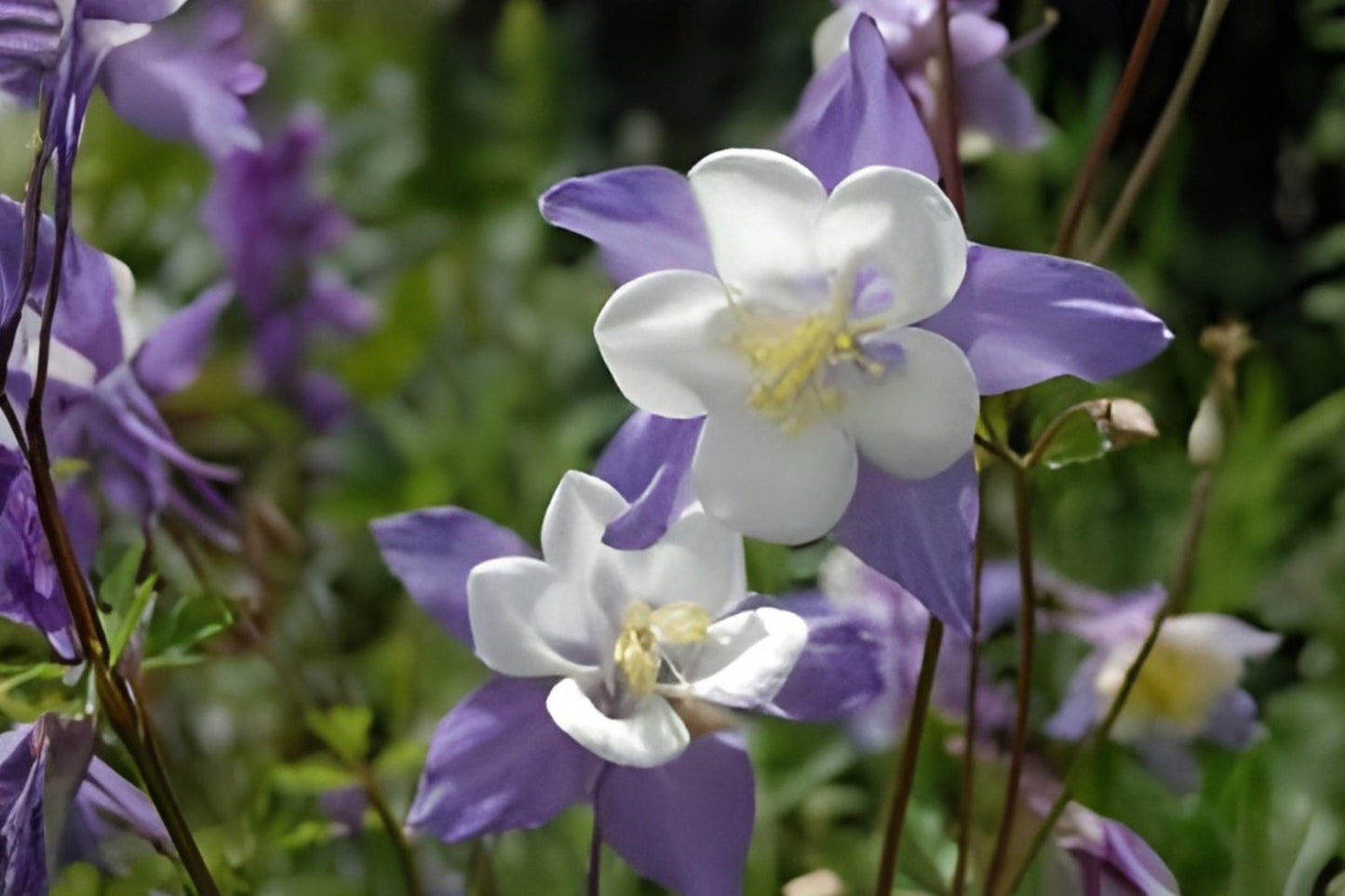 Rocky Mountain Columbine Seeds (100) - Blue Aquilegia caerulea - Native Wildflower for Gardens & Borders - Hummingbird Attractant