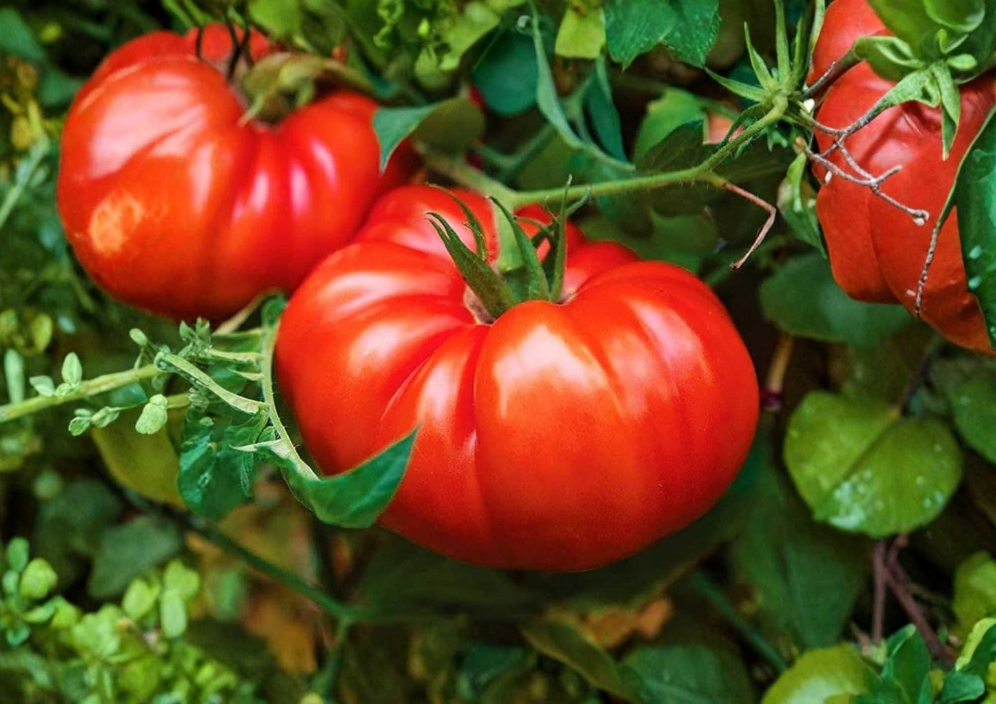 Beefsteak Tomato Seeds - 120+ Heirloom Vegetable Seeds for Garden Planting - Large Meaty Red Slicing Tomatoes (Solanum lycopersicum)