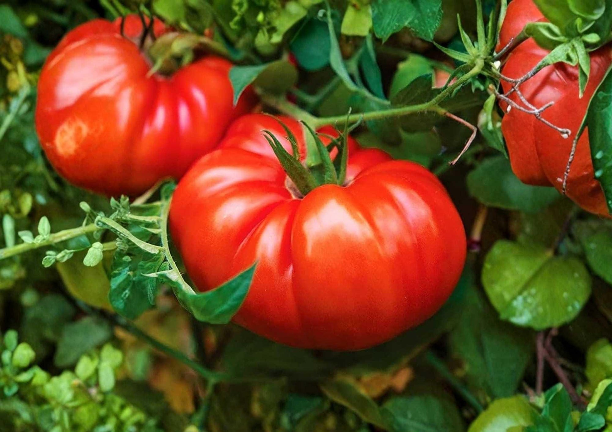 Beefsteak Tomato Seeds - 120+ Heirloom Vegetable Seeds for Garden Planting - Large Meaty Red Slicing Tomatoes (Solanum lycopersicum)