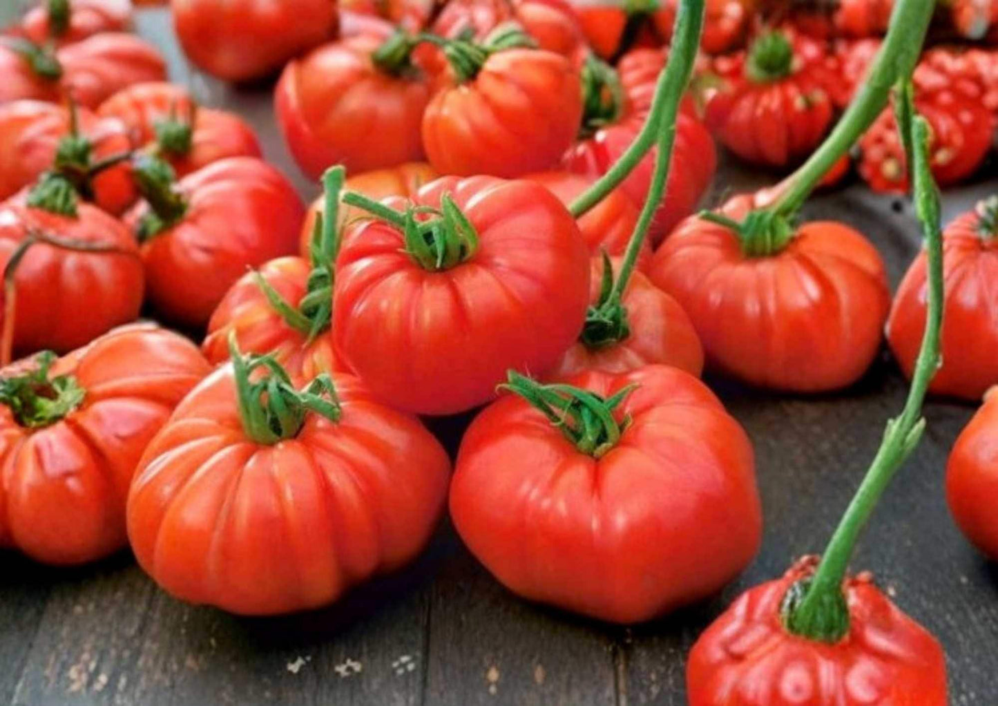 Jersey Beefsteak Tomato Seeds 120+ Heirloom Non-GMO Vegetable Seeds for Garden Planting, Large Red Juicy Tomatoes