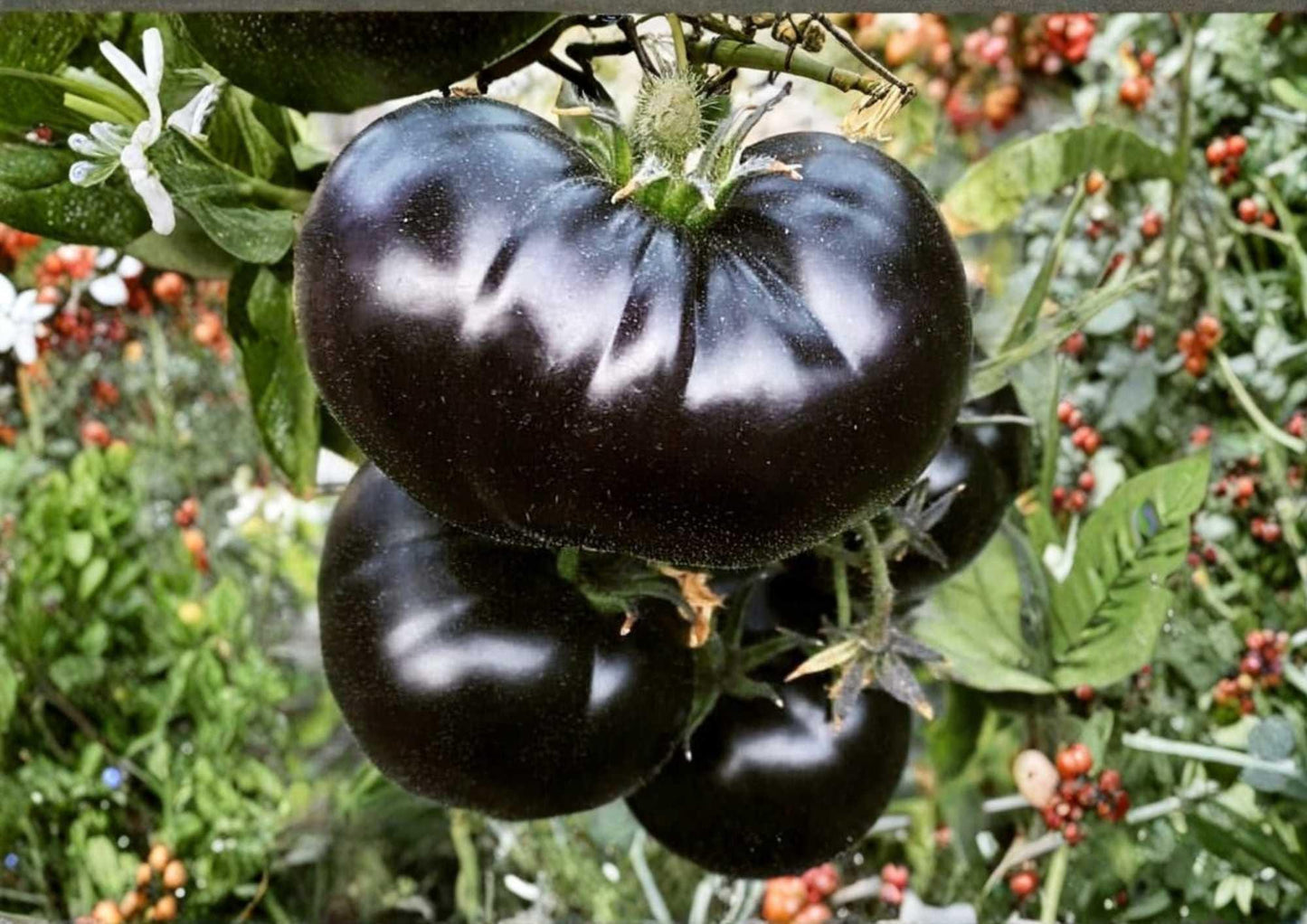 Ananas Noire Tomato Seeds - 30+ Heirloom Black Pineapple Rare Vegetable Seeds for Garden Planting, Large Sweet Beefsteak