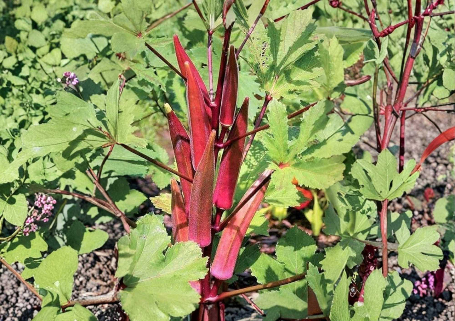 Red Burgundy Okra Seeds - 50+ Heirloom Non-GMO Vegetable Seeds for High Yield Garden Planting (Abelmoschus esculentus)