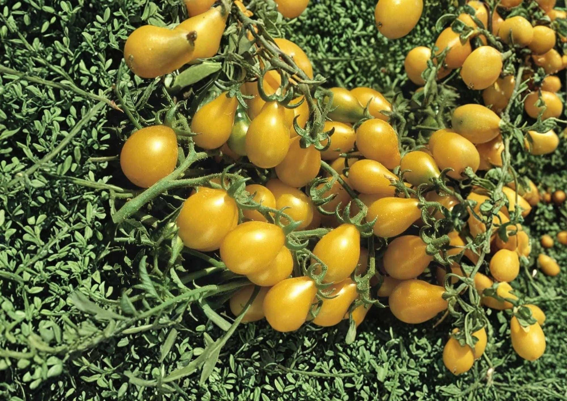 Gold Nugget Cherry Tomato Seeds - 120+ Heirloom Non-GMO Vegetable Seeds for Garden Planting, Supersweet Golden Yellow