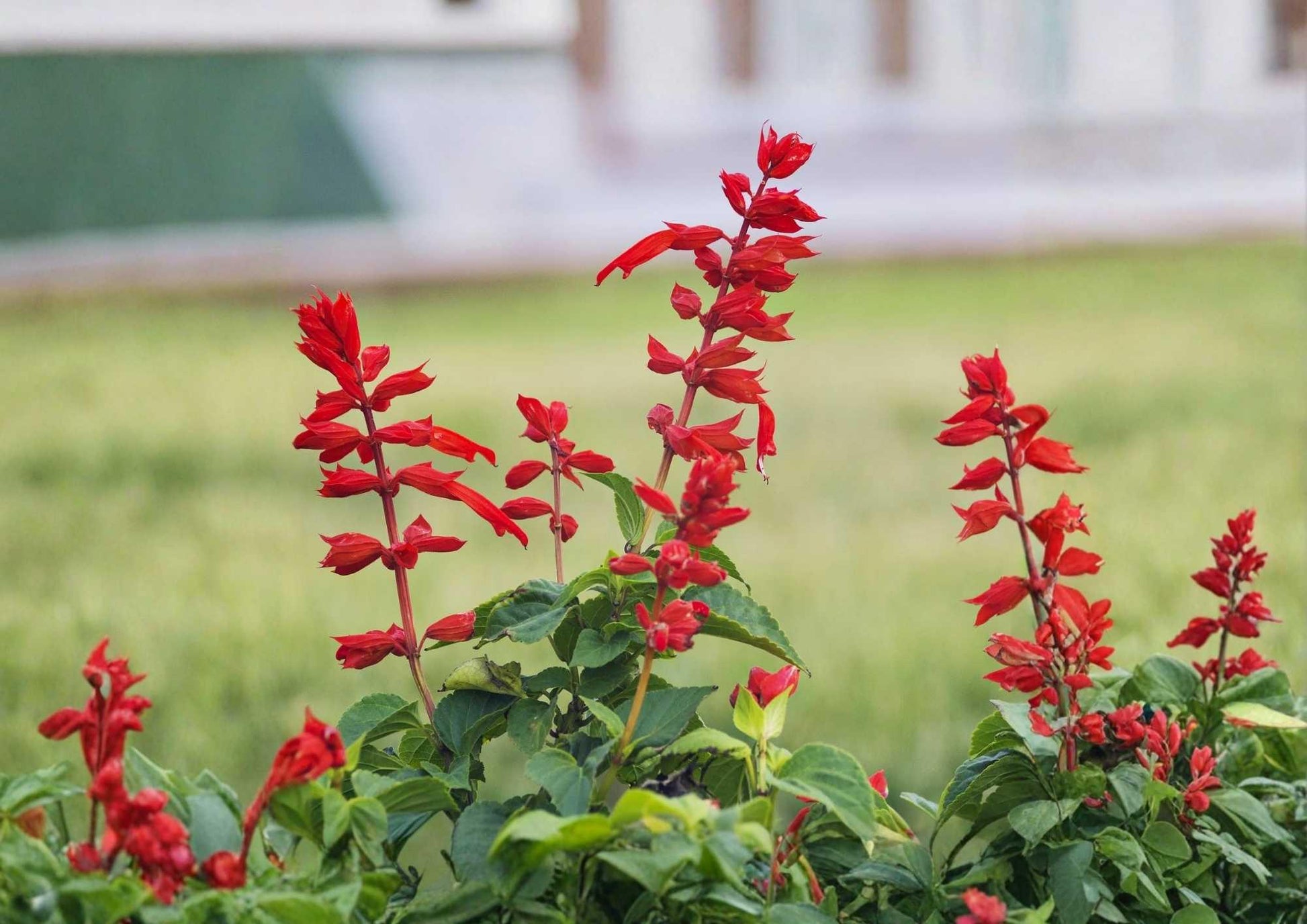 Scarlet Sage Seeds - 500+ Bright Red Salvia Coccinea Herb Seeds for Garden Planting, Hummingbird & Butterfly Pollinator