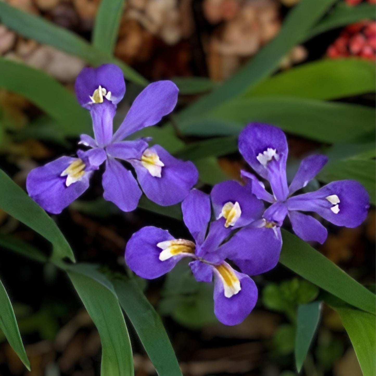 Dwarf Crested Iris Bulbs (5 Pack) - Hardy Perennial Flowering Plant - Iris cristata - Low Maintenance Garden Bulbs