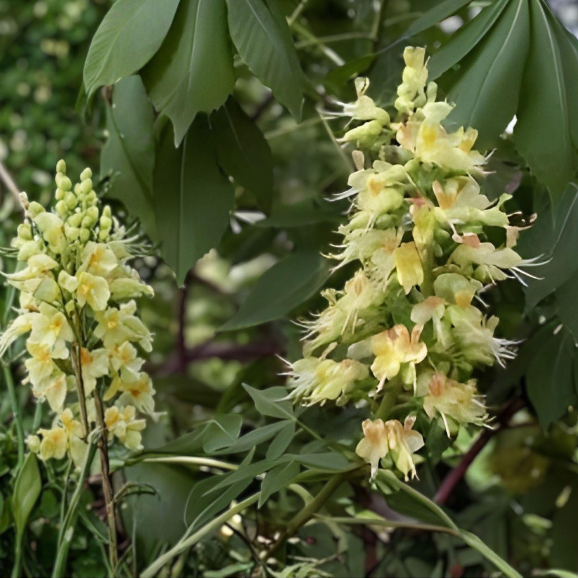 White Buckeye Tree Sapling | 1+ Ft Bare Root Live Plant | Hardy Ornamental Tree | Aesculus