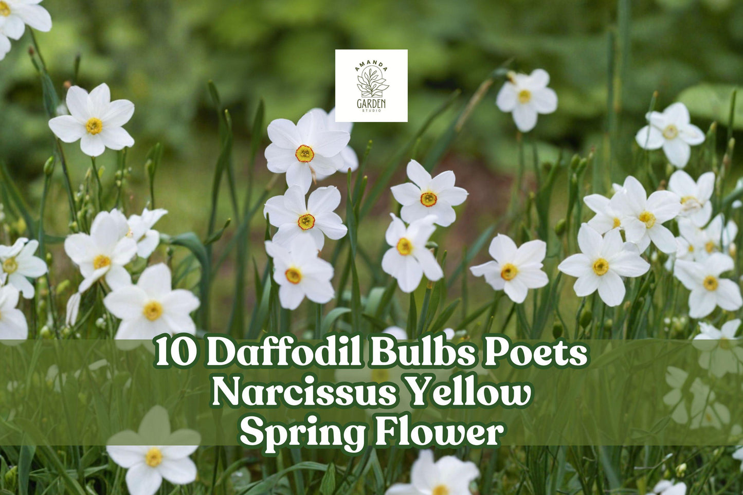 10 Daffodil Bulbs - Poets Narcissus, Yellow Spring Perennial Flower, Narcissus poeticus - Easy Care for Garden & Borders