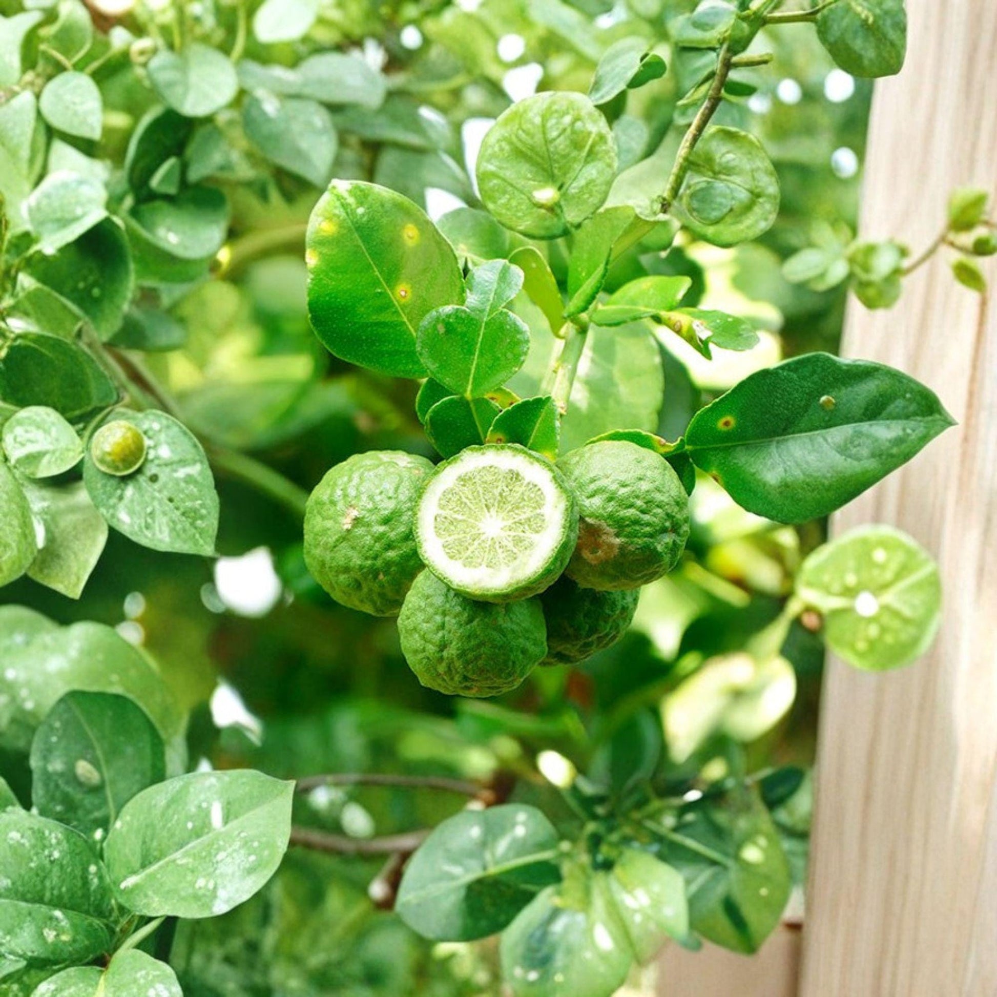 Kaffir Lime Cuttings 5 Pack - Citrus hystrix - Unrooted Stem Cuttings for Propagation - Aromatic Citrus Tree