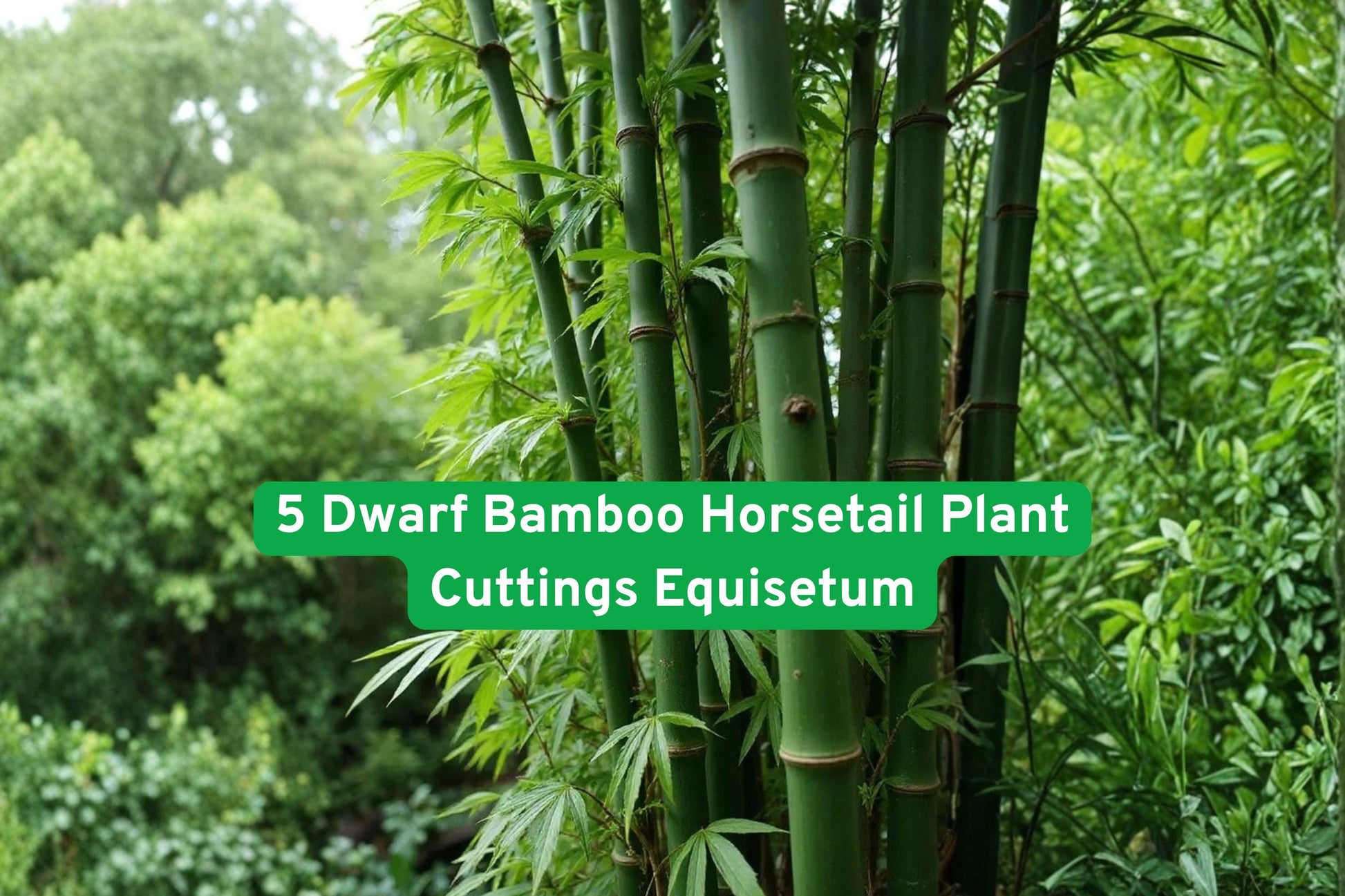 Dwarf Bamboo Horsetail Cuttings - Equisetum hyemale - 5 Live Plants for Water Gardens, Modern Landscaping, Unique Texture