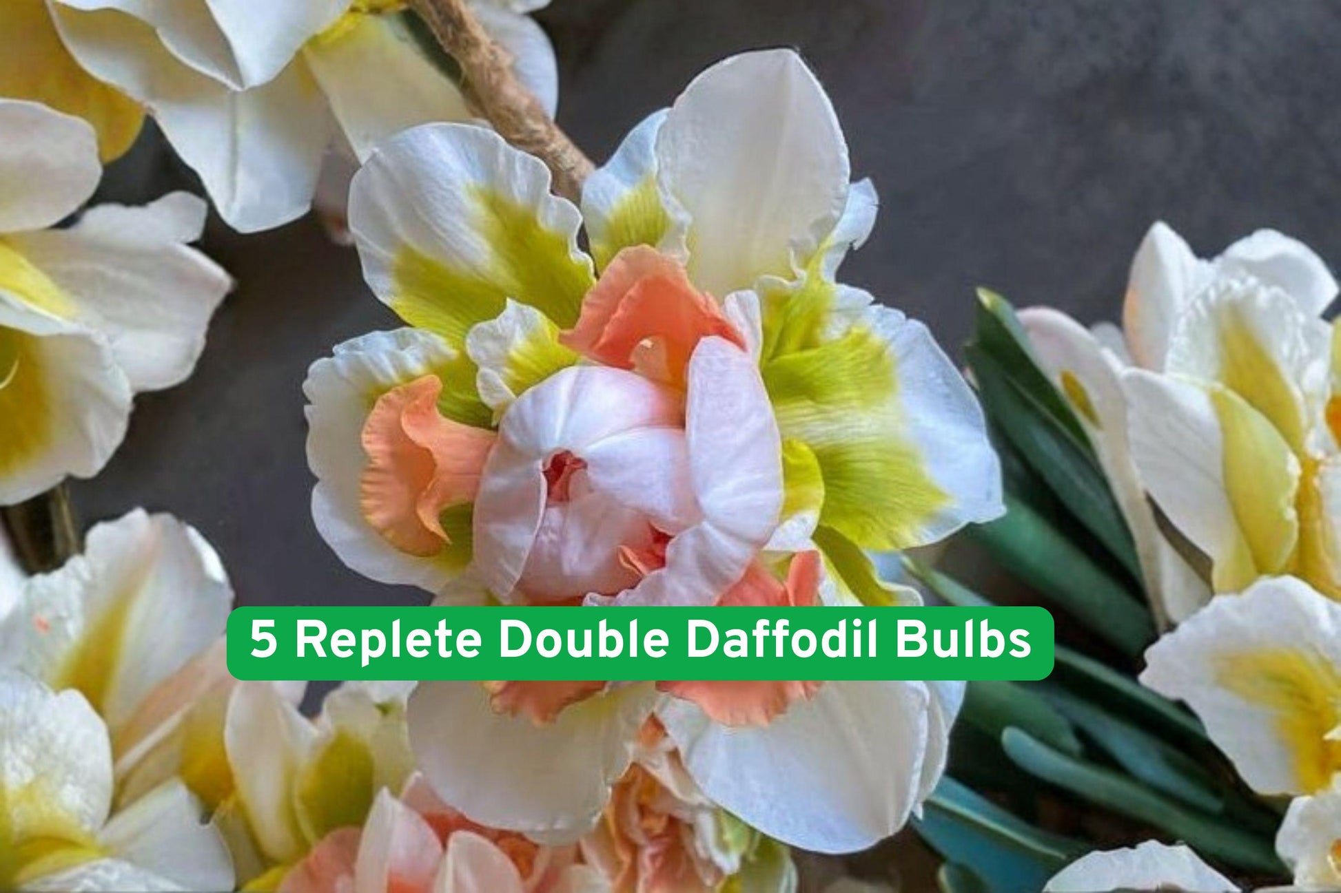 Replete Double Daffodil Bulbs - 5 Premium Bulbs - Soft Yellow, Full Bloom - Narcissus spp. - Easy to Grow Perennial Flowers
