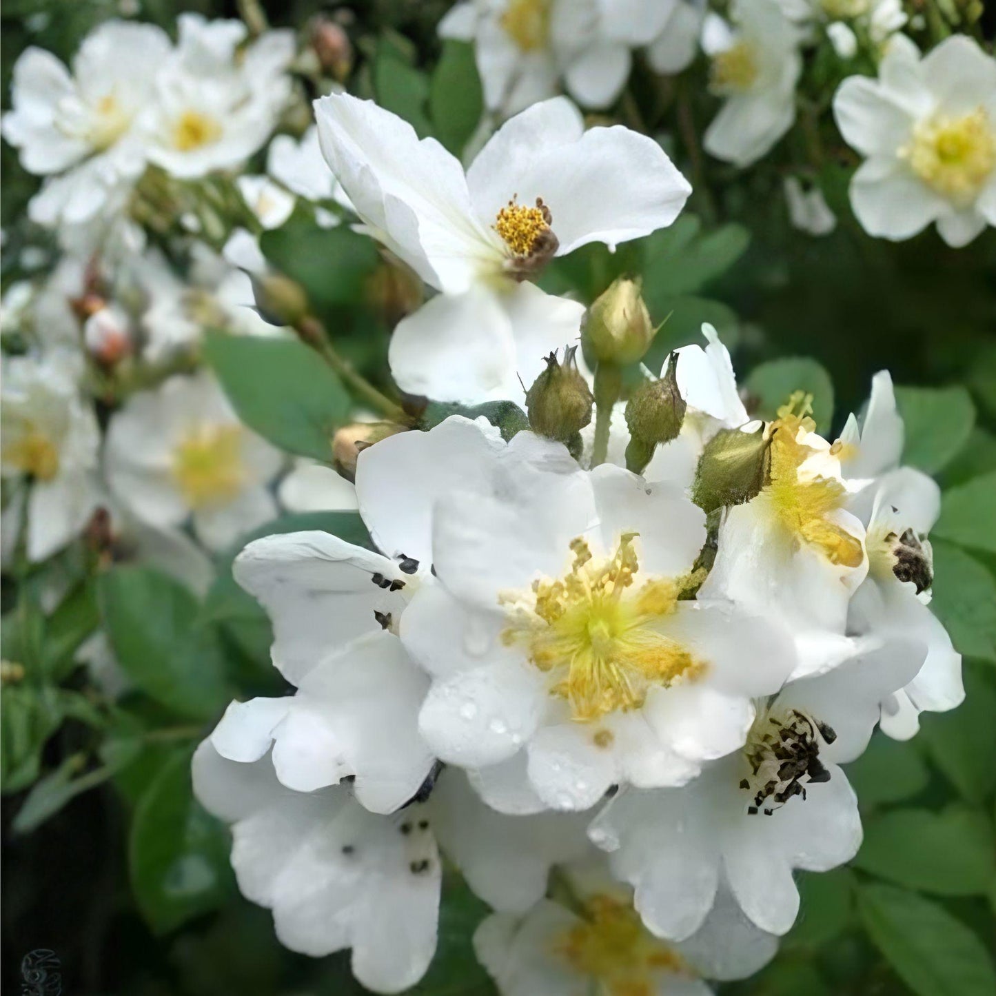 White Climbing Rose Plant - Bare Root 2-3 Ft Fragrant Vine Rosa spp. - Fast Growing, Ideal for Trellises and Arbors
