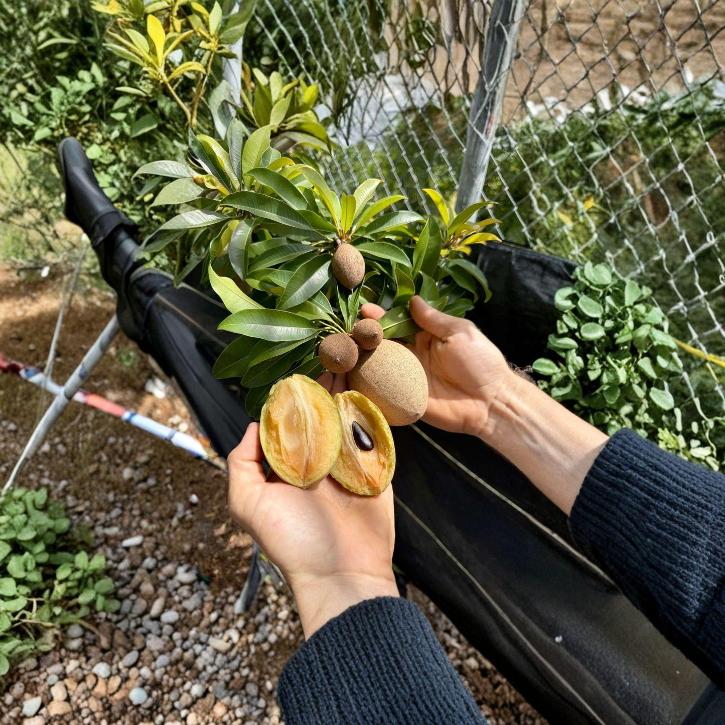 Sapodilla Cuttings – 5 Unrooted Silas Wood – Manilkara zapota – Tropical Fruit Tree Grafting Scions for Propagation
