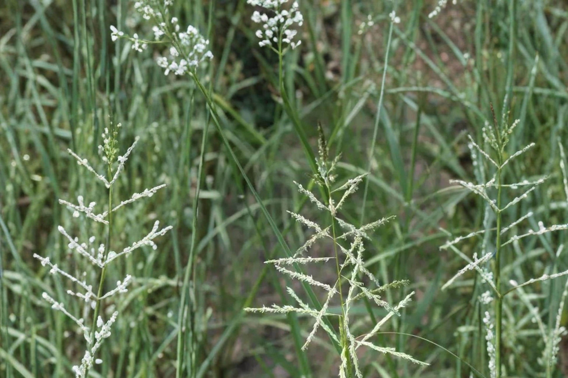 Sand Dropseed Seeds - 100 Count - Sporobolus cryptandrus - Drought Tolerant Perennial Grass for Prairie Restoration & Erosion Control