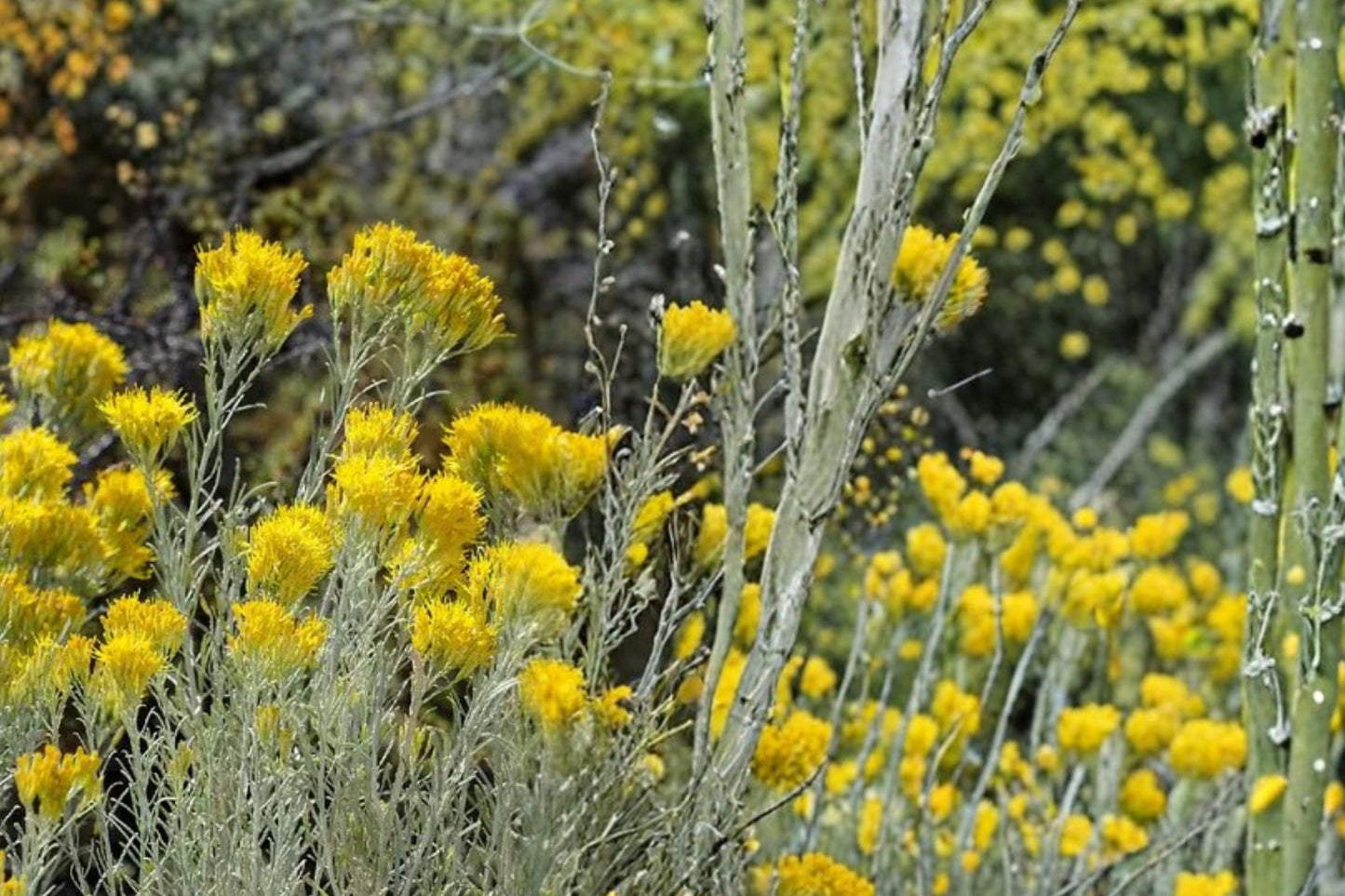 Rubber Rabbitbrush Seeds - 100 Count - Yellow Flower Shrub - Ericameria nauseosa - Drought Tolerant Perennial Plant for Xeriscape