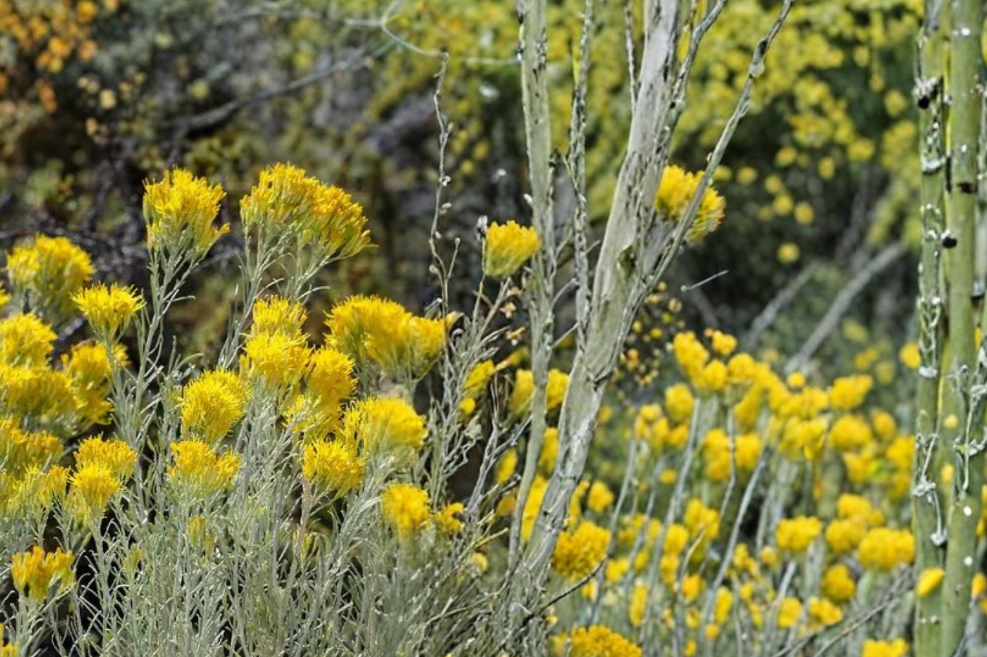 Rubber Rabbitbrush Seeds - 100 Count - Yellow Flower Shrub - Ericameria nauseosa - Drought Tolerant Perennial Plant for Xeriscape