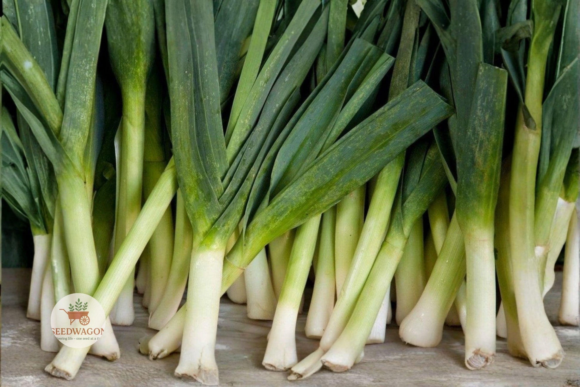 American Flag Leek Seeds – Heirloom Non-GMO Vegetable Seeds – Allium porrum – Mild Flavor for Soups and Cooking