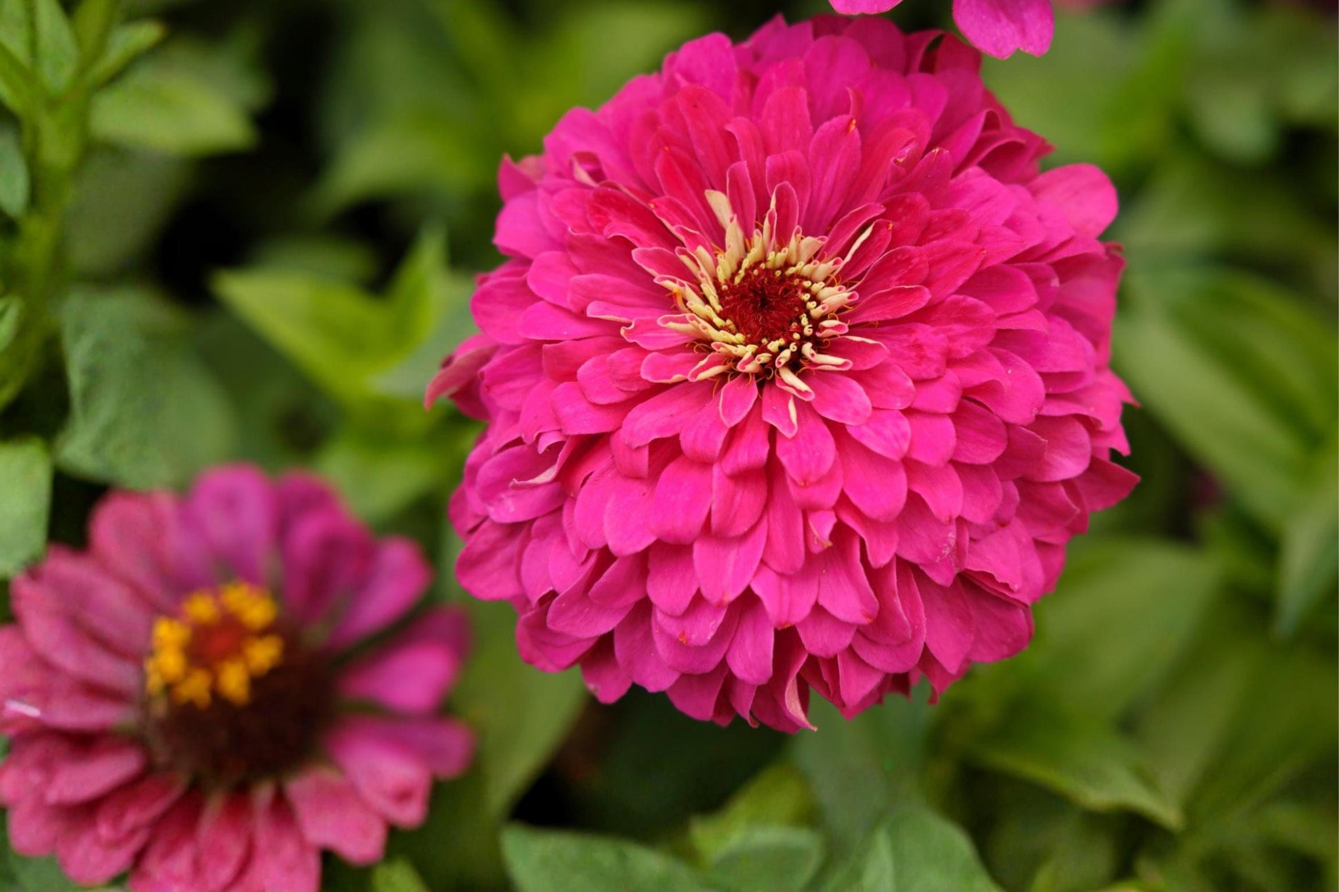 Rose Pink Zinnia Seeds (50) | Zinnia elegans | Easy to Grow, Heat Tolerant, Pollinator-Friendly Flowers for Gardens