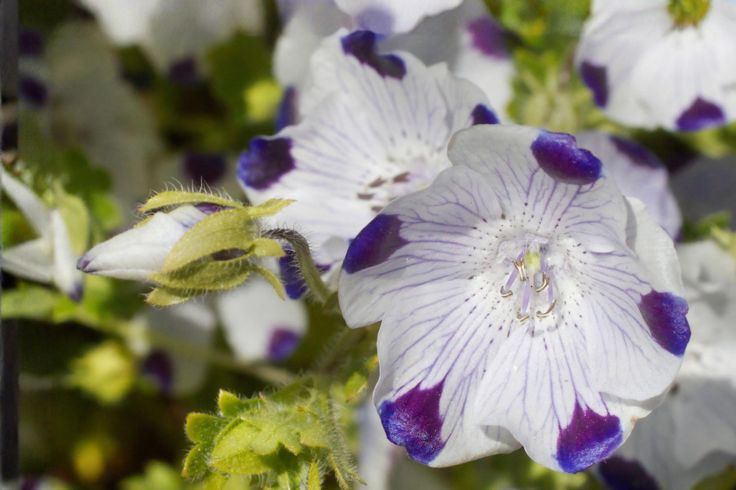 Five Spot Flower Seeds (50) | Nemophila maculata | Unique Wildflower with Purple-Blue Spots | Easy to Grow