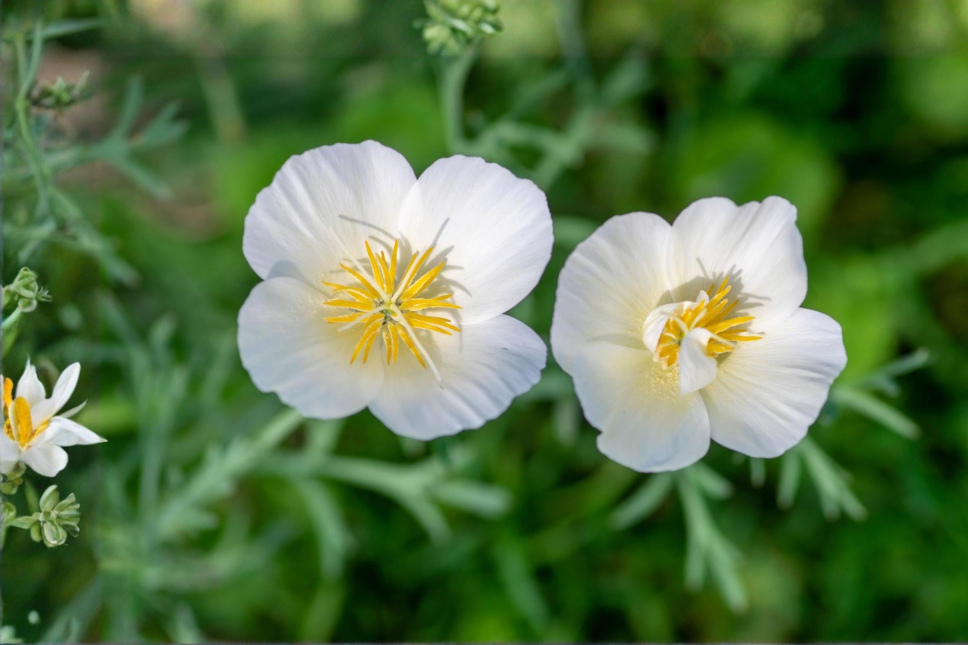 White California Poppy Seeds (100) | White Linen Flower Seeds | Eschscholzia californica | Drought-Tolerant, Pollinator-Friendly