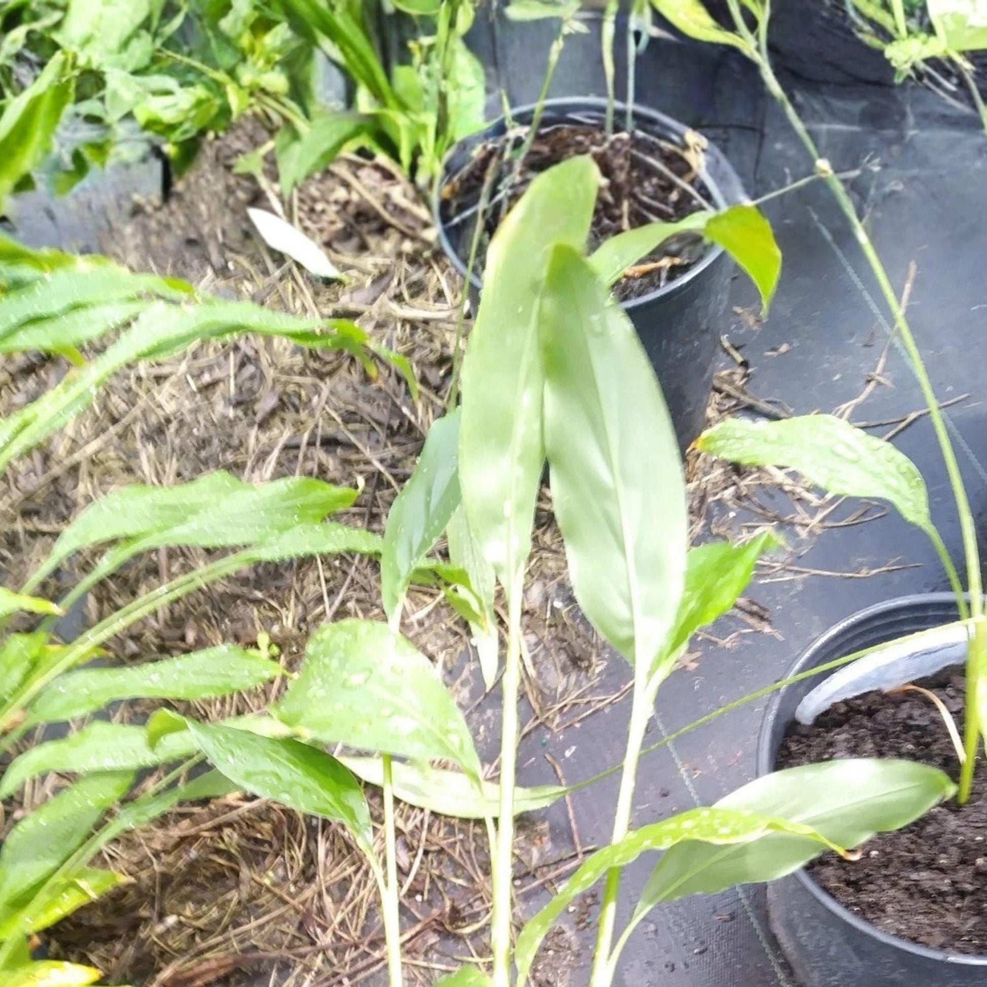 Thai Ginger Galangal Starter Plants 6-8 Inches - Rooted Live Plants for Garden or Container - Alpinia galanga (Set of 3)