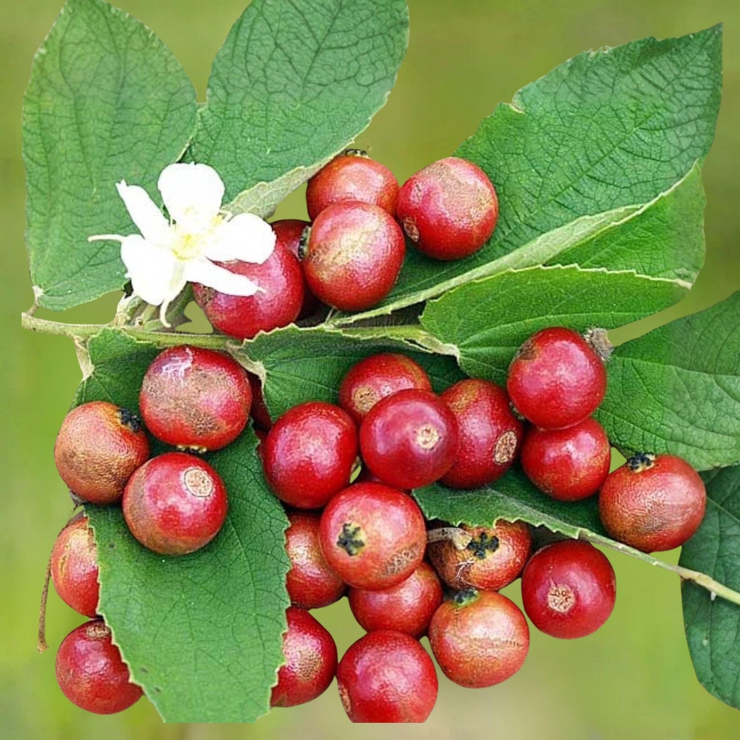 Jamaican Cherry Starter Plant Rooted Cutting, Muntingia calabura, Strawberry Tree, Edible Fruit, Fast Growing, Well-Rooted