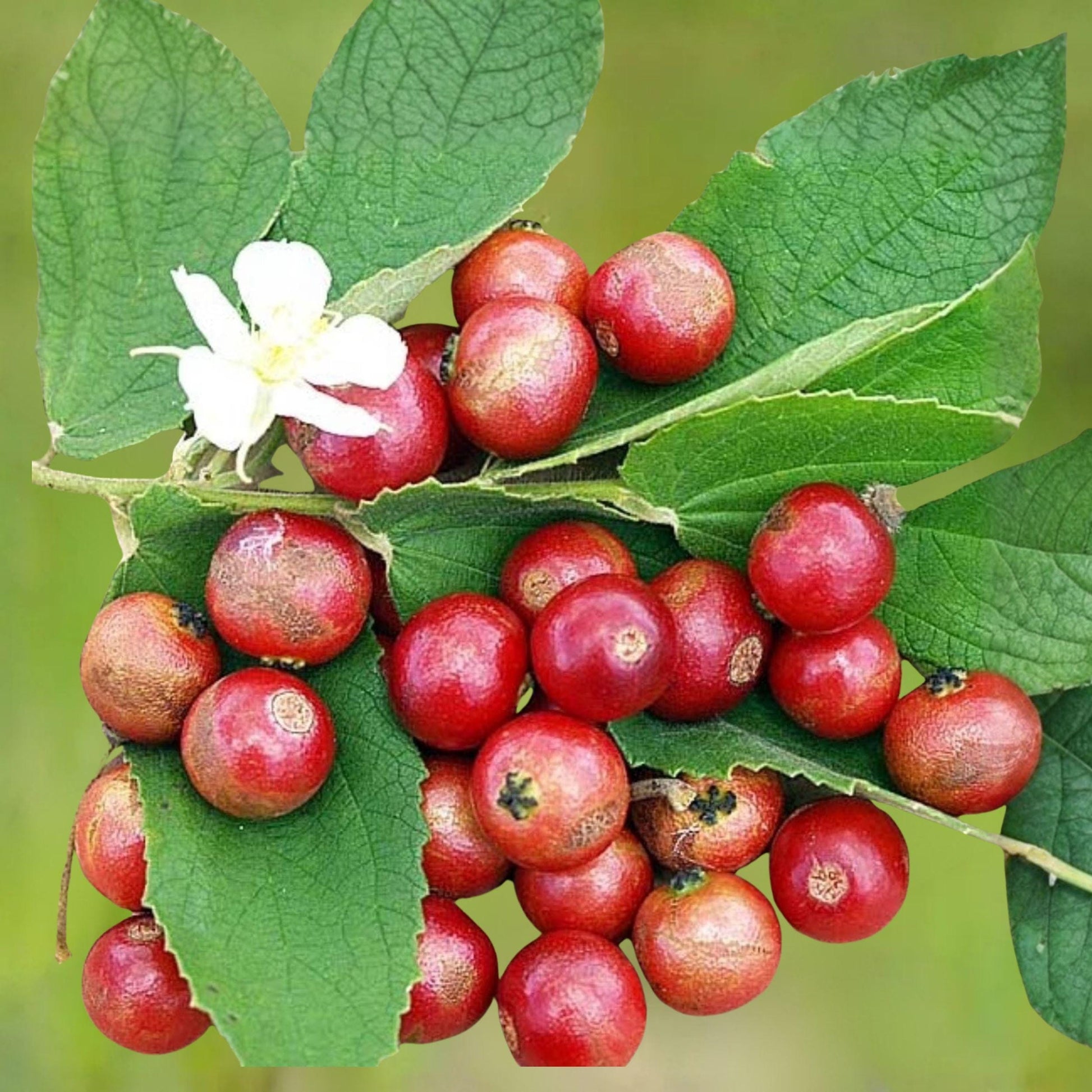 Jamaican Cherry Starter Plant Rooted Cutting, Muntingia calabura, Strawberry Tree, Edible Fruit, Fast Growing, Well-Rooted