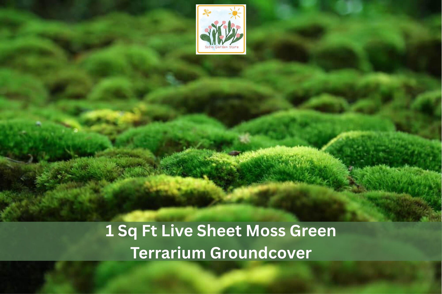 Live Sheet Moss 1 Sq Ft Green Groundcover for Terrariums & Indoor Outdoor Decor - Natural Mat-Forming Moss (Hypnum spp.)