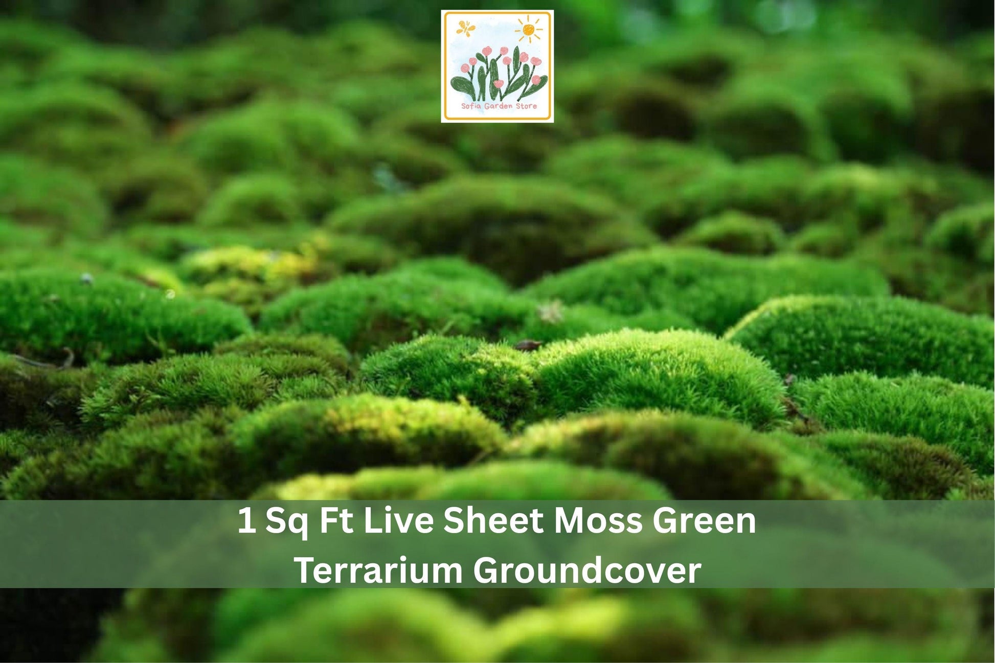 Live Sheet Moss 1 Sq Ft Green Groundcover for Terrariums & Indoor Outdoor Decor - Natural Mat-Forming Moss (Hypnum spp.)